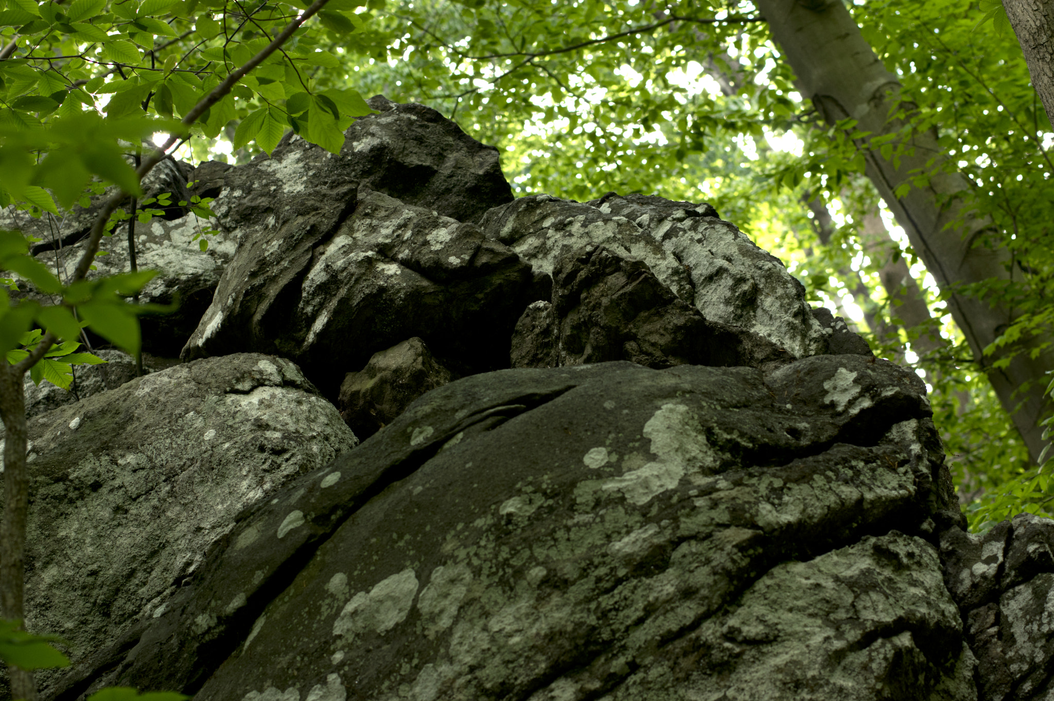 Pentax smc DA* 55mm F1.4 SDM sample photo. In the woods photography