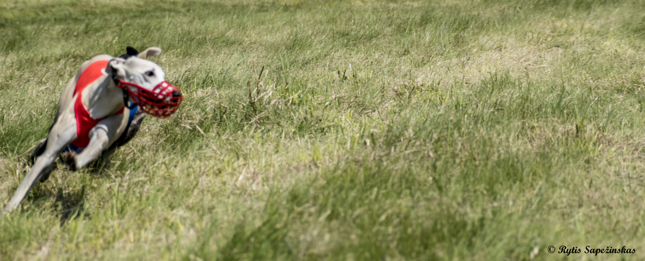 Sony DT 18-200mm F3.5-6.3 sample photo. Whippet photography