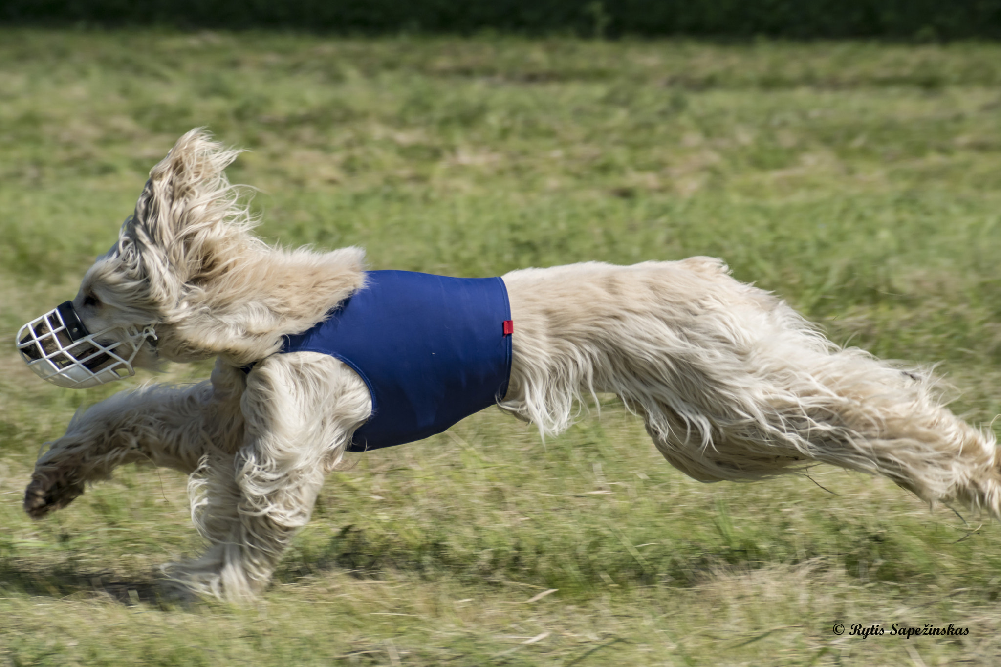 Sony DT 18-200mm F3.5-6.3 sample photo. Afghan hound photography