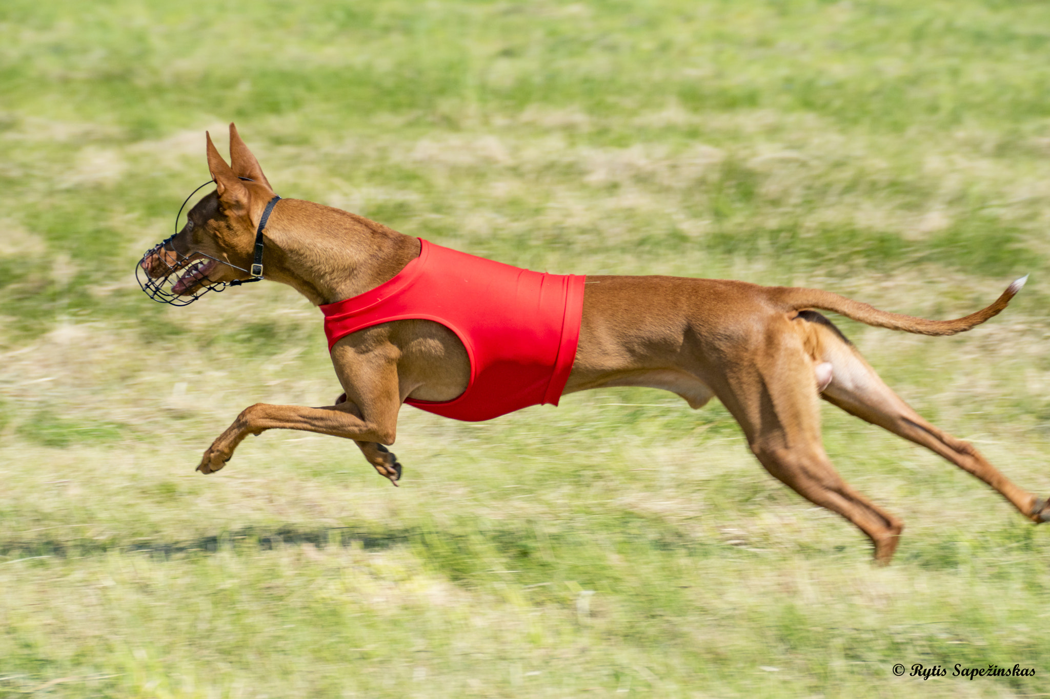 Sony DT 18-200mm F3.5-6.3 sample photo. Pharaoh hound photography