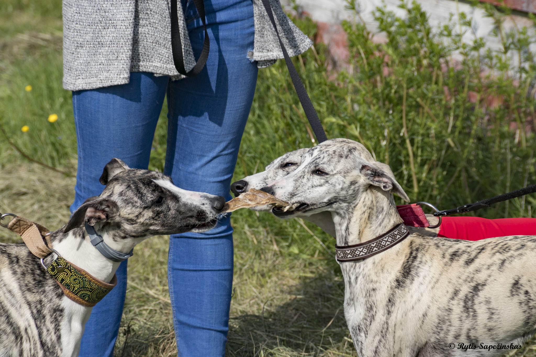 Sony DT 18-200mm F3.5-6.3 sample photo. Whippet trio photography