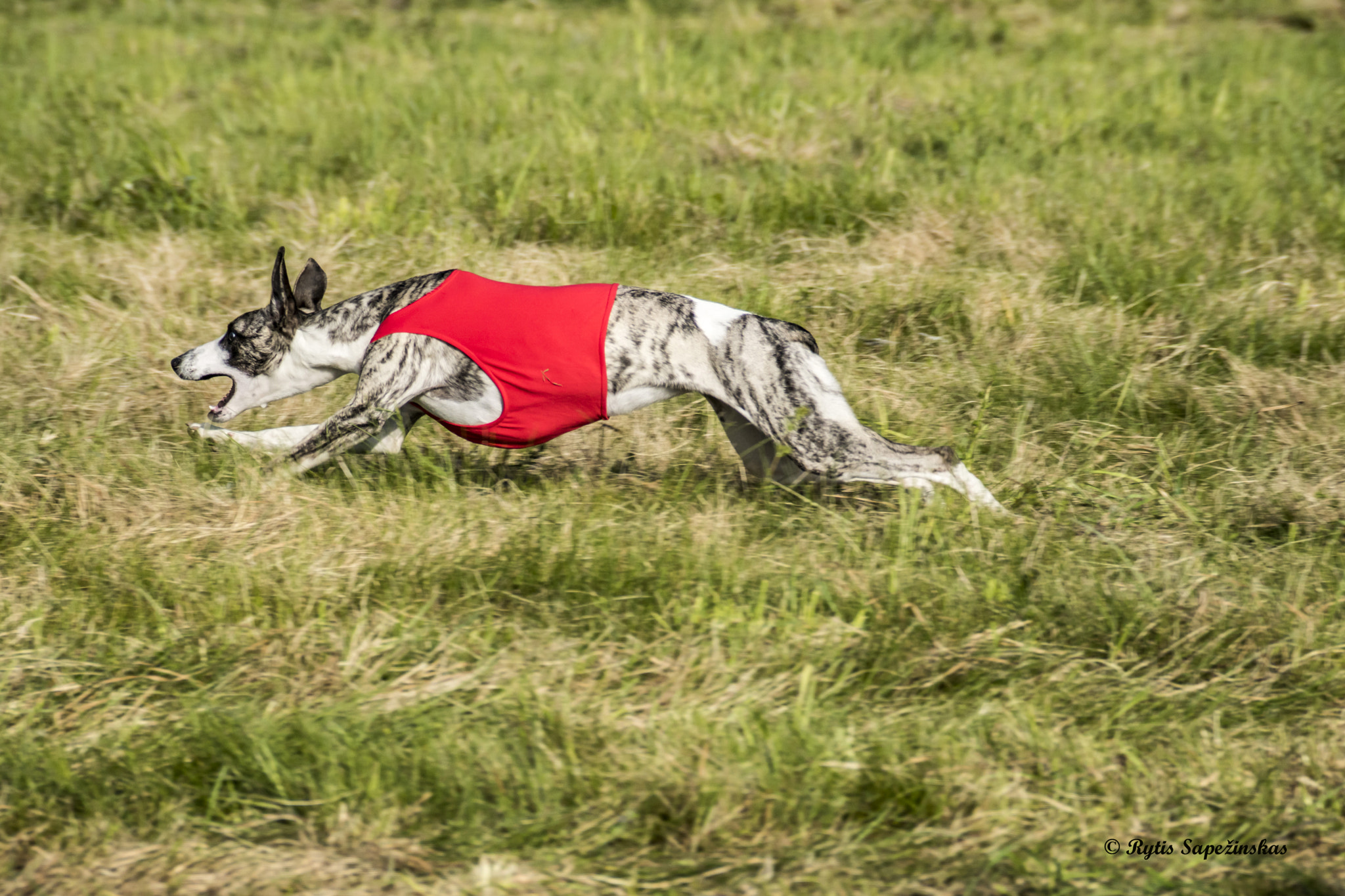 Sony DT 18-200mm F3.5-6.3 sample photo. Bella whippet photography
