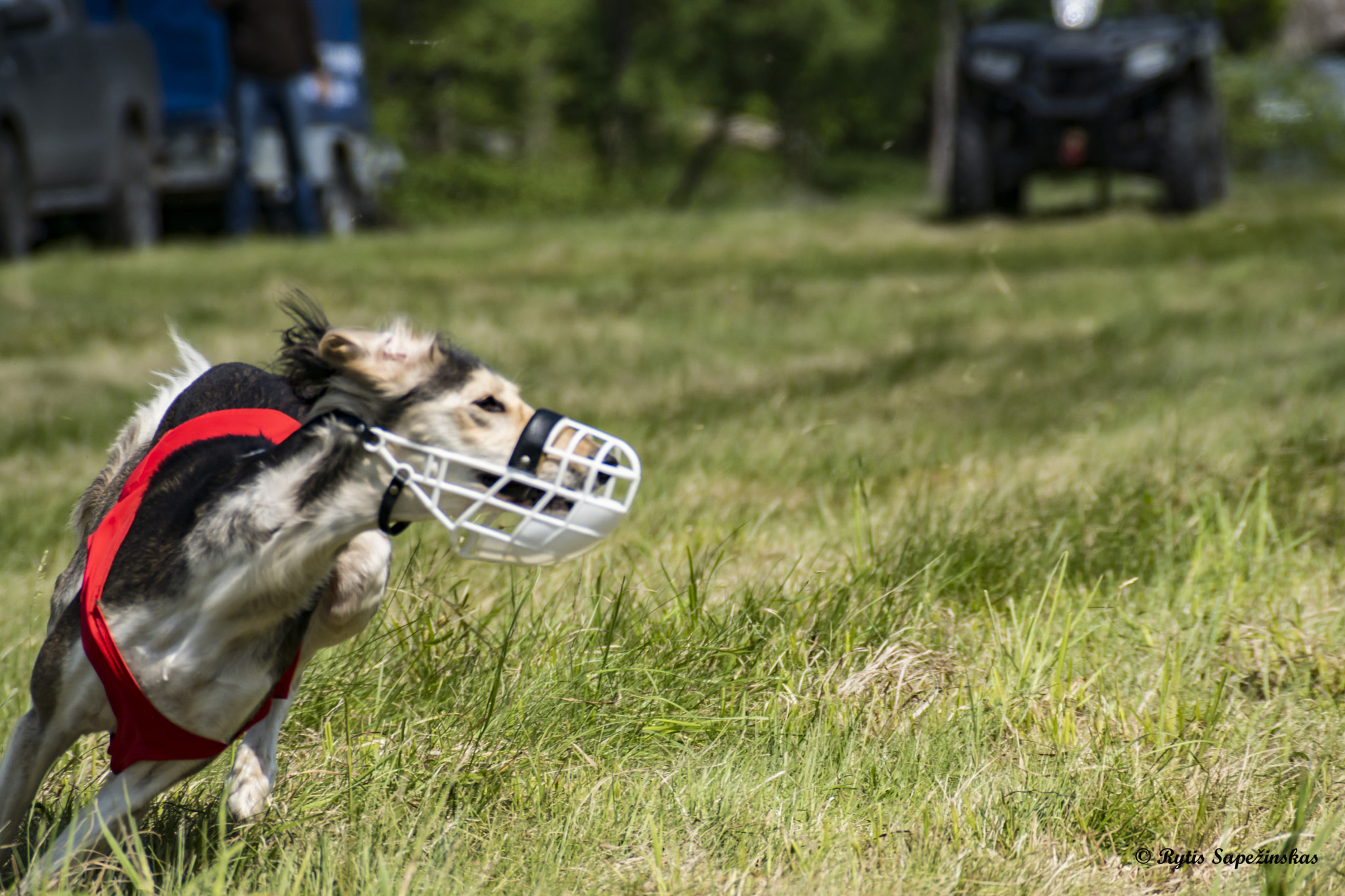 Sony DT 18-200mm F3.5-6.3 sample photo. Saluki photography