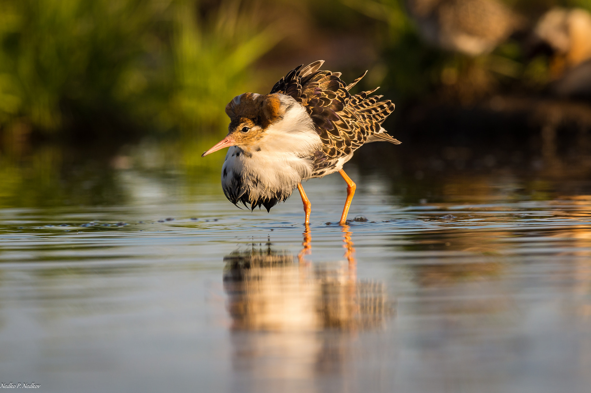 Nikon AF-S Nikkor 600mm F4E FL ED VR sample photo. Leking fuff photography