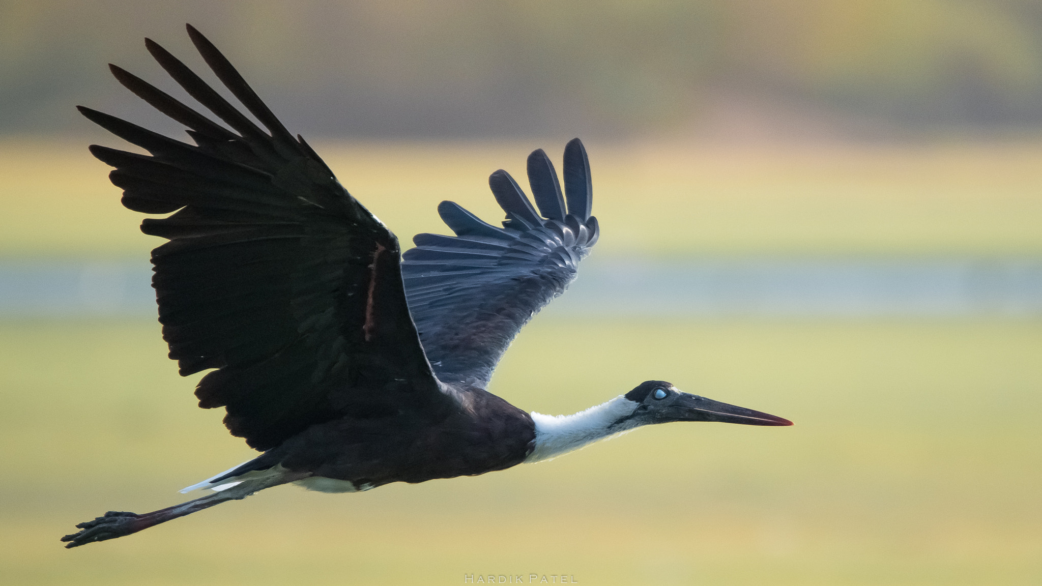Nikon D5 sample photo. The flight photography