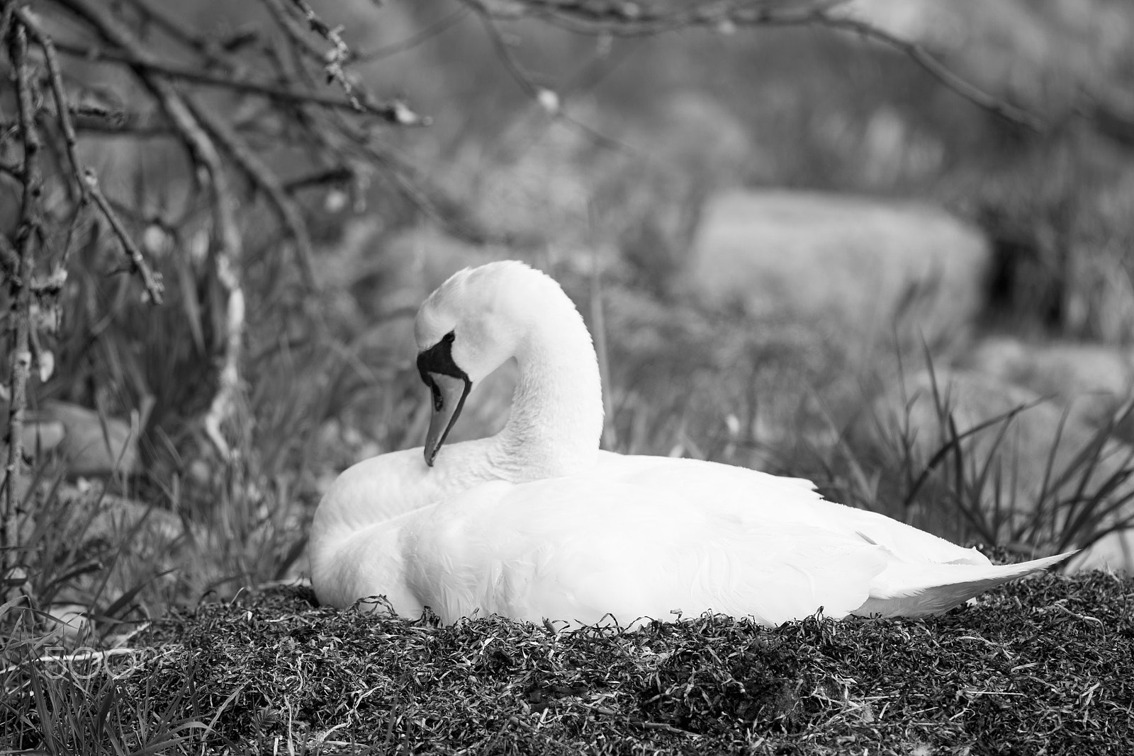 Nikon Nikkor AF-S 300mm F4E PF ED VR sample photo. Mute swan, cygnus olor photography
