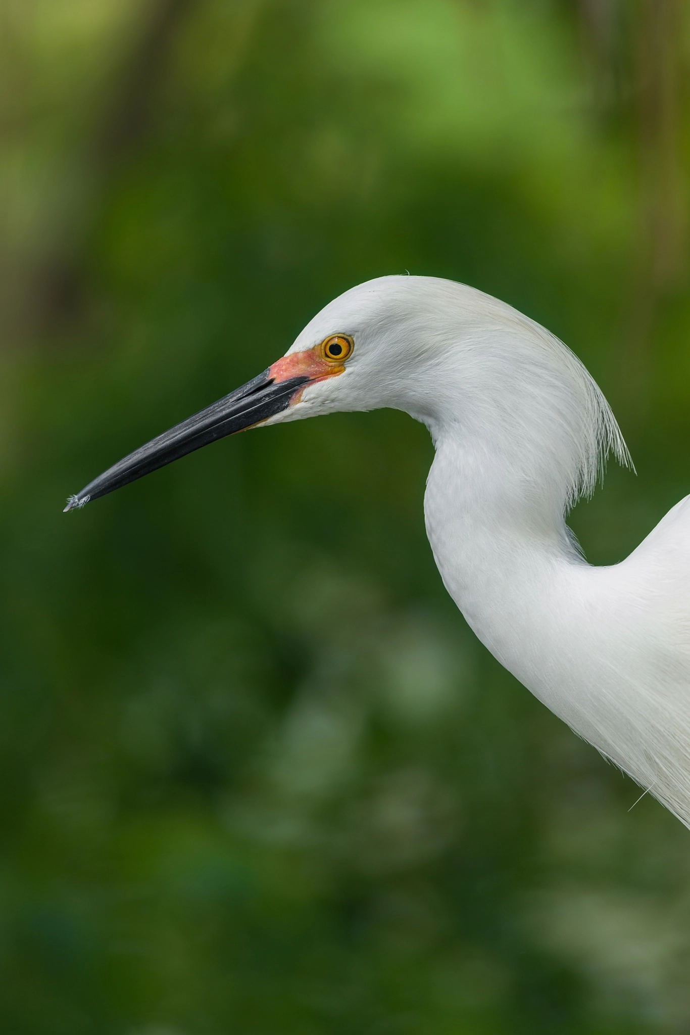 Nikon Nikkor AF-S 300mm F4E PF ED VR sample photo. White beauty photography
