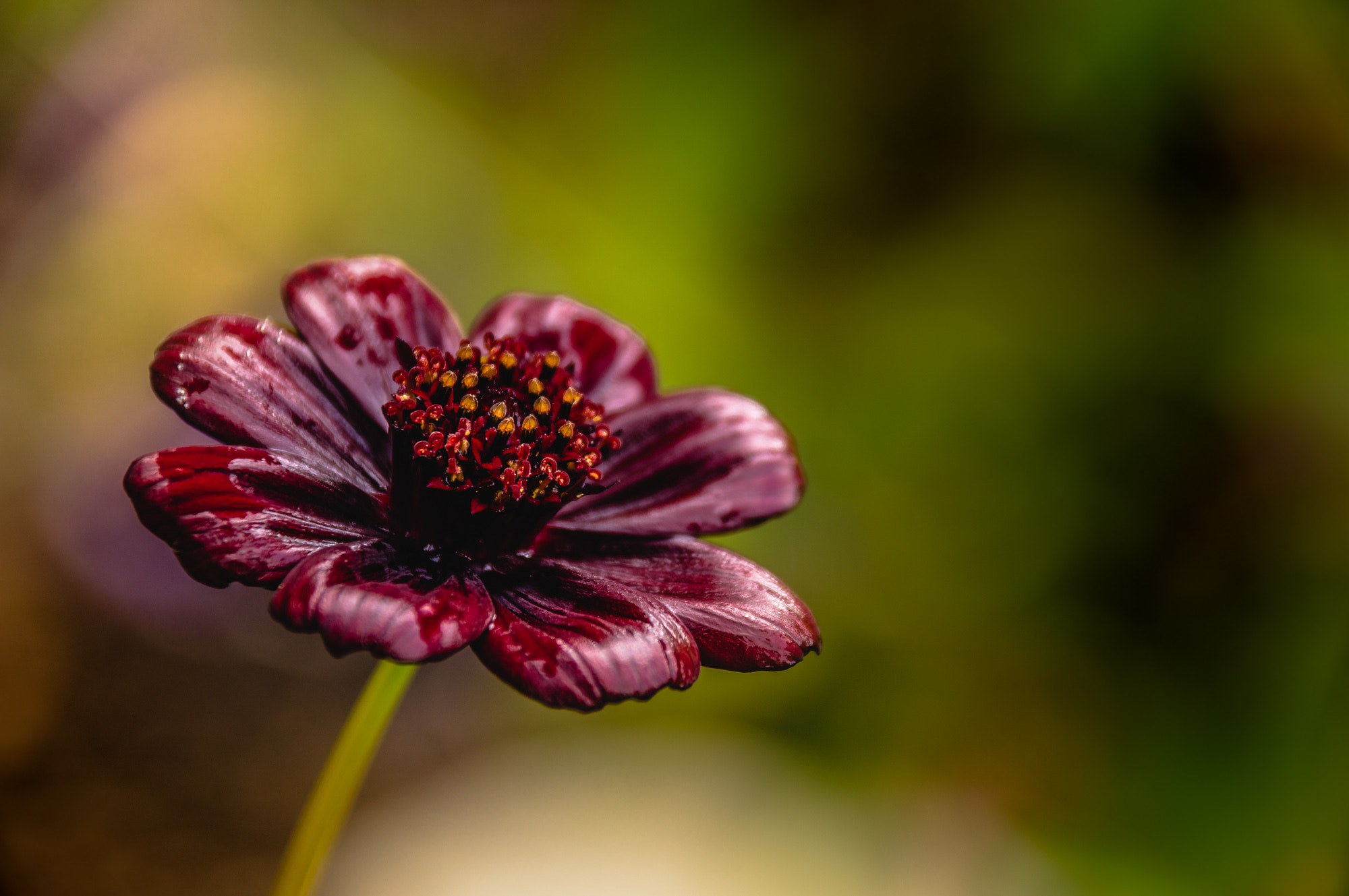 Sigma 18-250mm F3.5-6.3 DC OS HSM sample photo. Chocolate flower photography