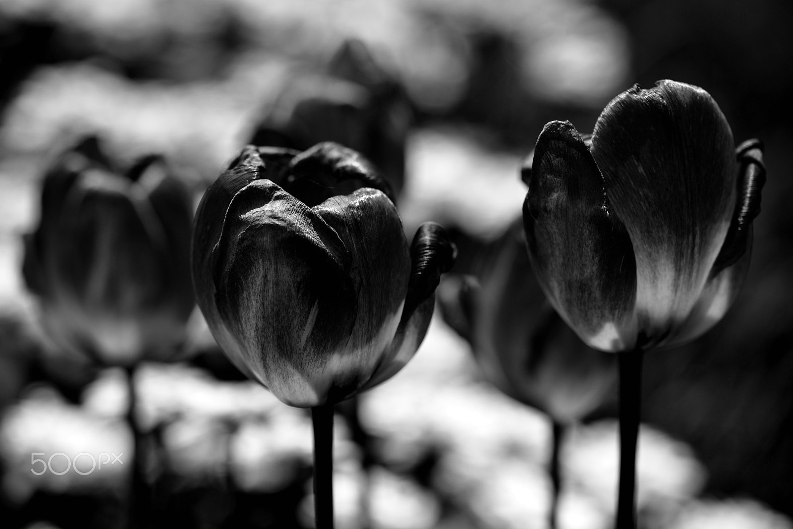 Sigma 105mm F2.8 EX DG OS HSM sample photo. Tulips photography