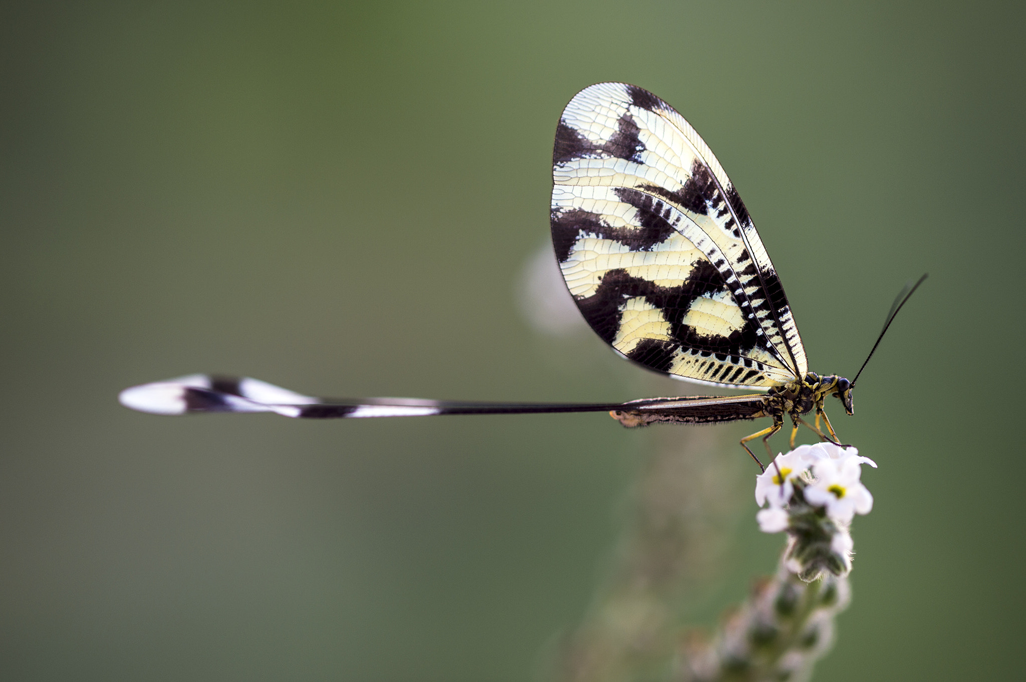 ZEISS Makro-Planar T* 100mm F2 sample photo. Nemoptera sinuata photography