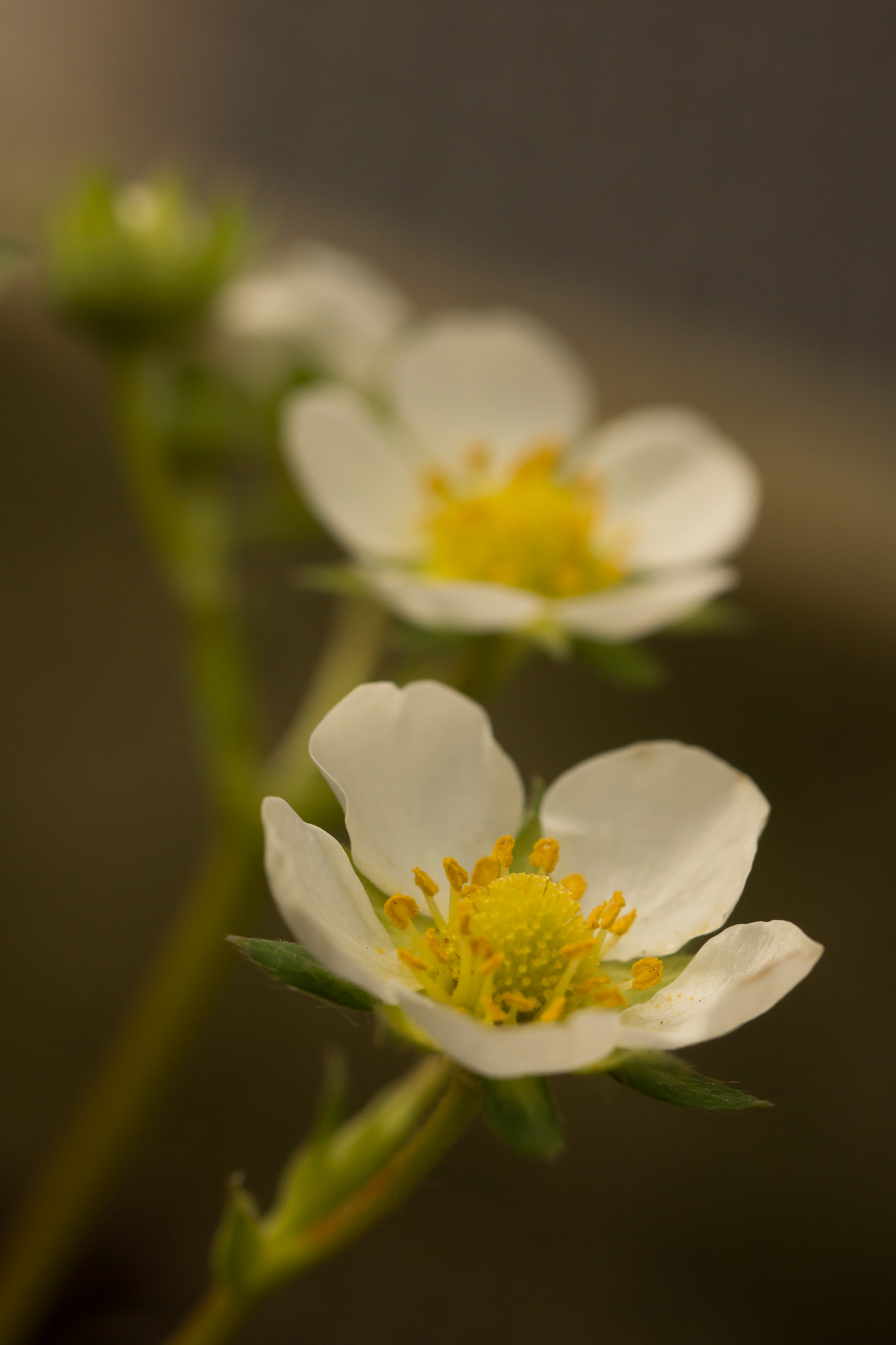 Sony SLT-A65 (SLT-A65V) sample photo. Bloem photography