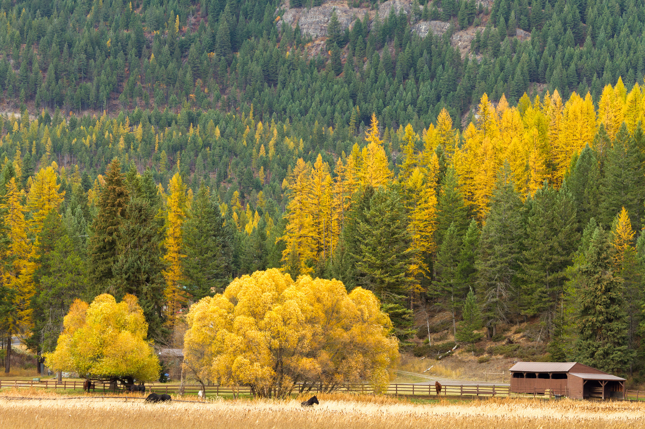 Canon EOS 7D + Canon EF 70-300mm F4.5-5.6 DO IS USM sample photo. Fall color at the bar w guest ranch photography