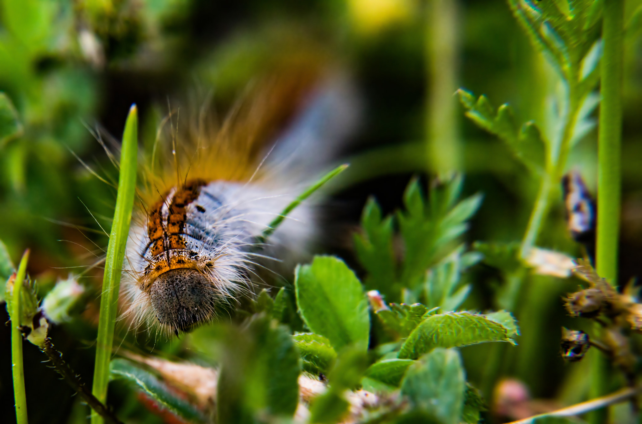 Tamron SP AF 17-50mm F2.8 XR Di II LD Aspherical (IF) sample photo. Caterpillar photography