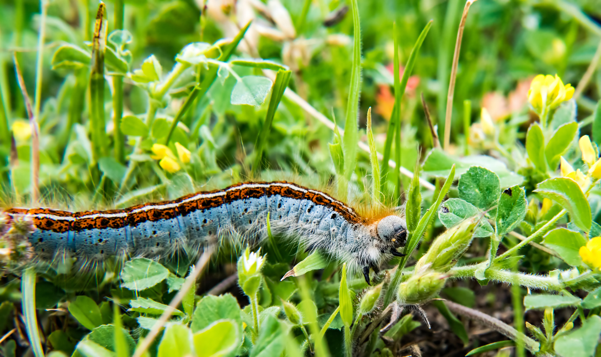 Tamron SP AF 17-50mm F2.8 XR Di II LD Aspherical (IF) sample photo. Caterpillar photography