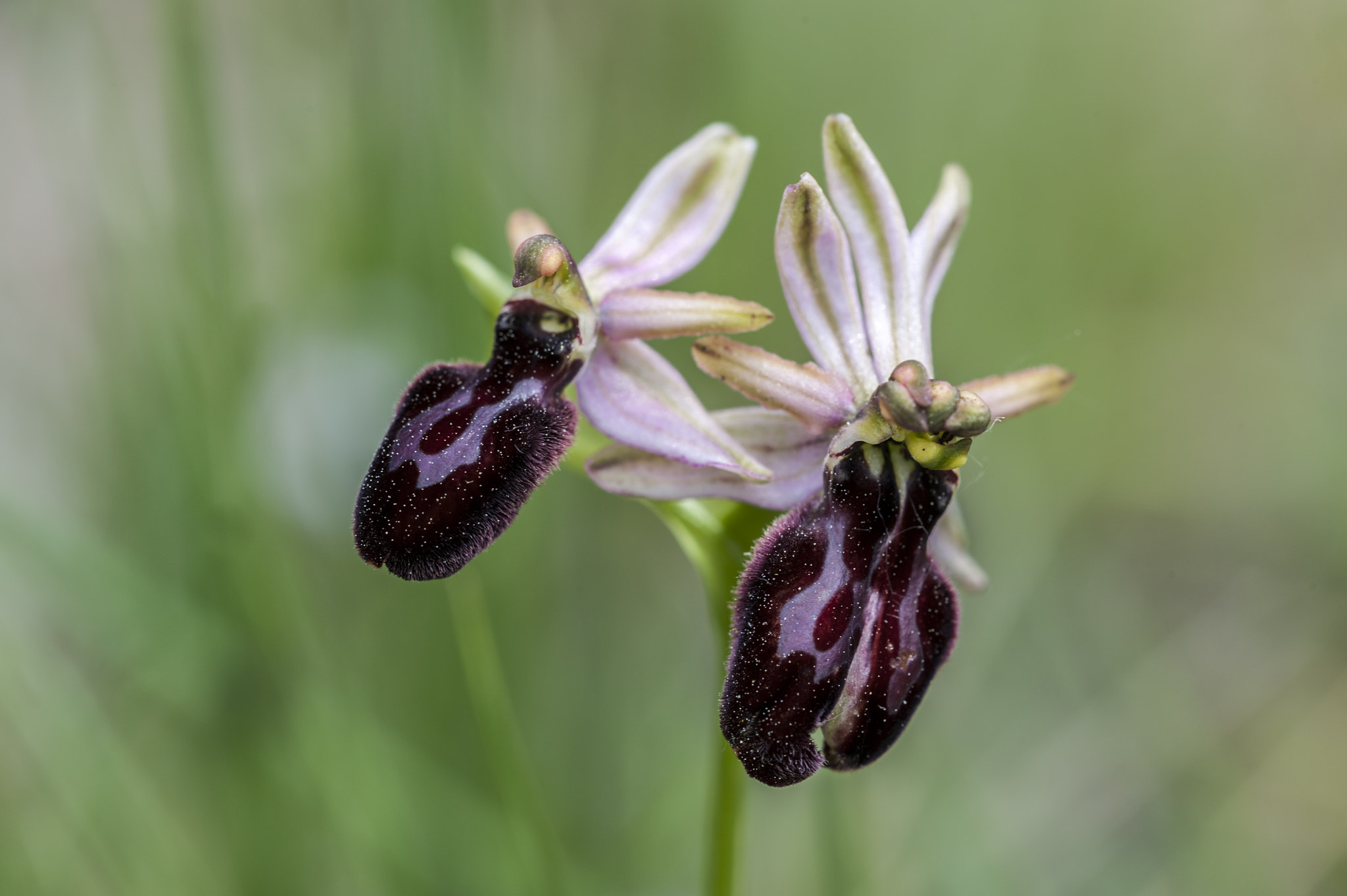 Sigma APO Macro 180mm F3.5 EX DG HSM sample photo. Orquideas photography