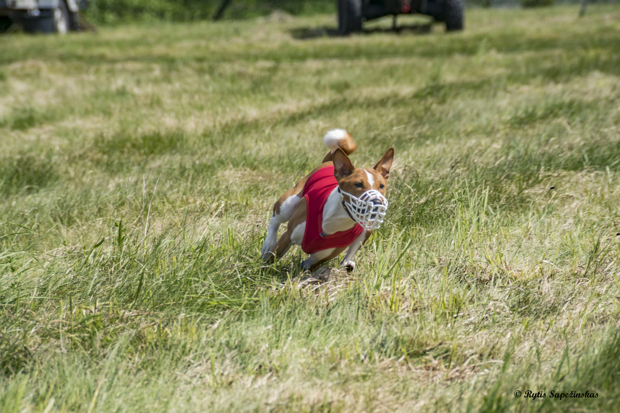 Sony DT 18-200mm F3.5-6.3 sample photo. Basenji photography
