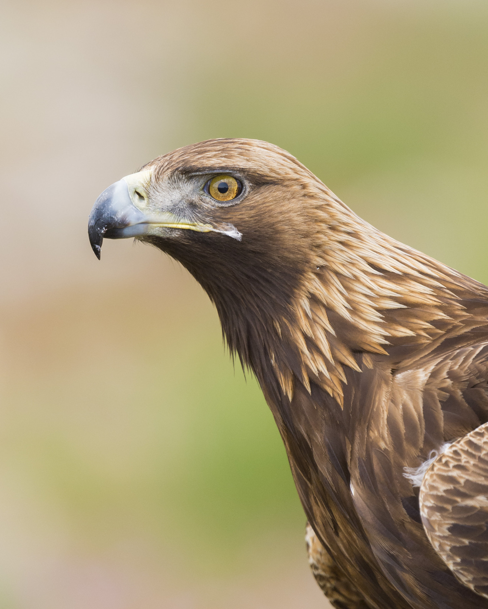 Nikon D610 + Nikon AF-S Nikkor 600mm F4G ED VR sample photo. Águila real aquila crhysaetos photography