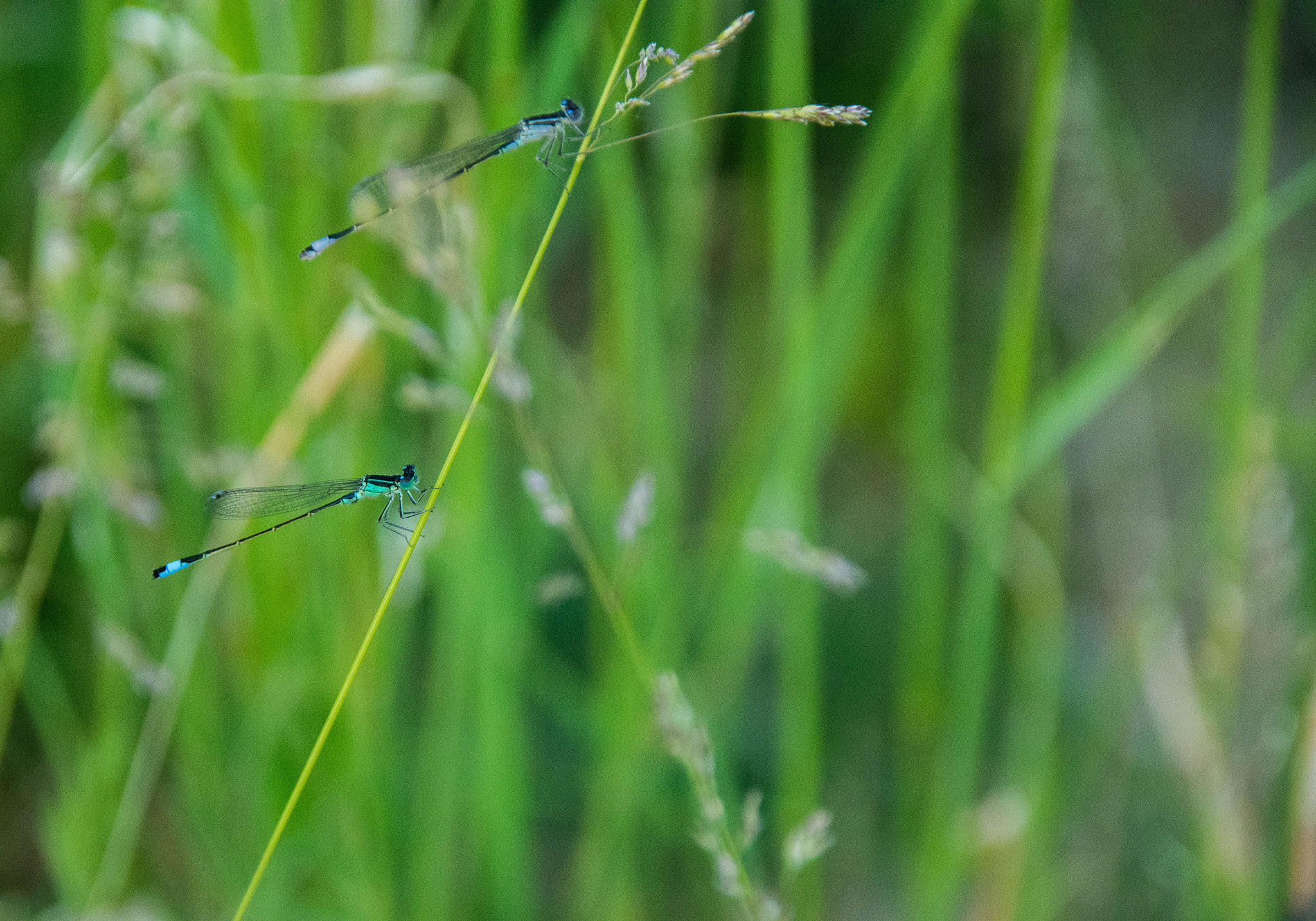 Sigma 18-200mm F3.5-6.3 DC OS HSM sample photo. Dragonfly.jpg photography