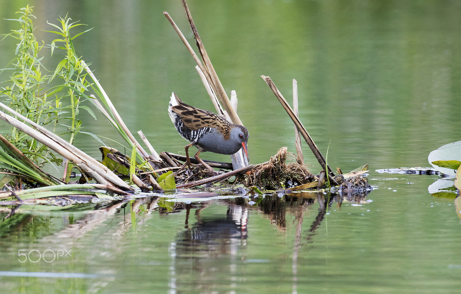 Canon EOS 5DS R + Canon EF 500mm F4L IS USM sample photo. Water rail photography
