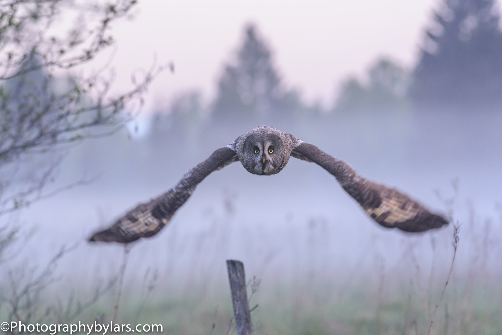 Nikon AF-S Nikkor 300mm F2.8G ED VR II sample photo. Great grey owl photography