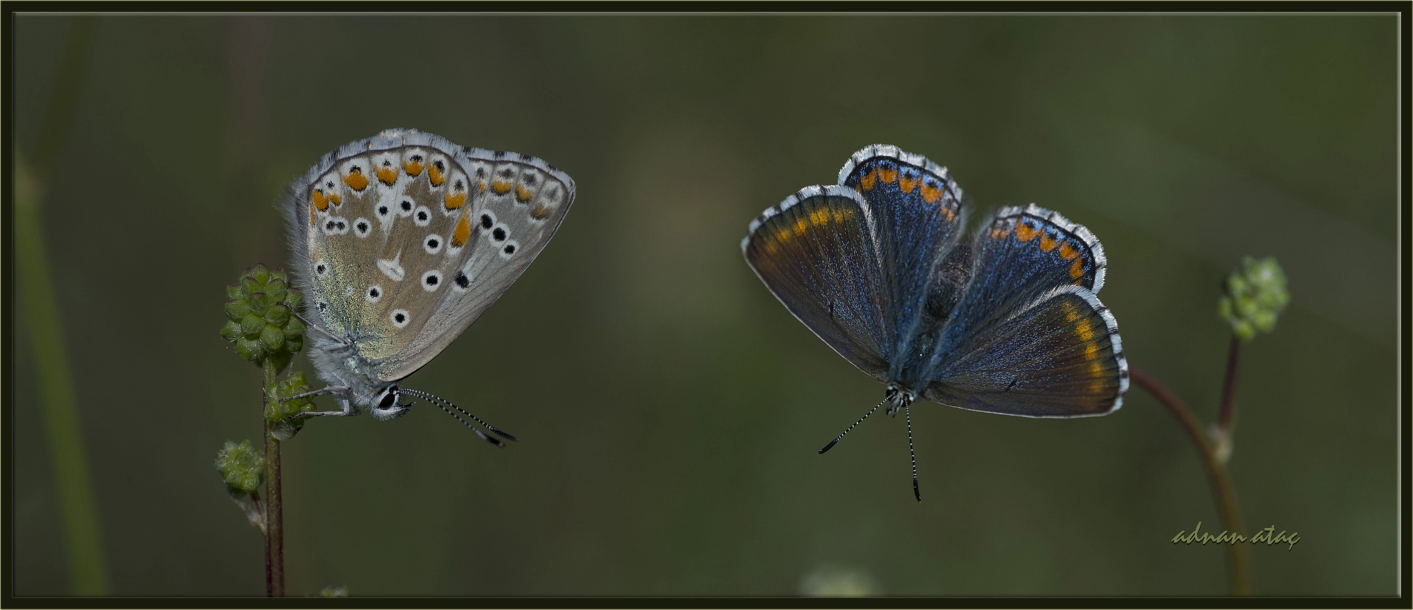 Nikon D4 sample photo. Çokgözlü gökmavisi - polyommatus bellargus - adonis blue photography