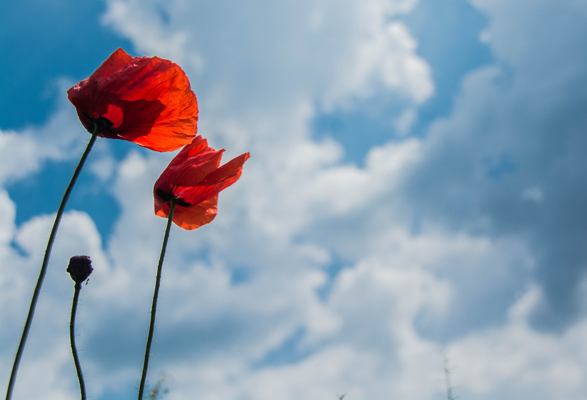 Sigma 18-200mm F3.5-6.3 DC OS HSM sample photo. Poppy.jpg photography