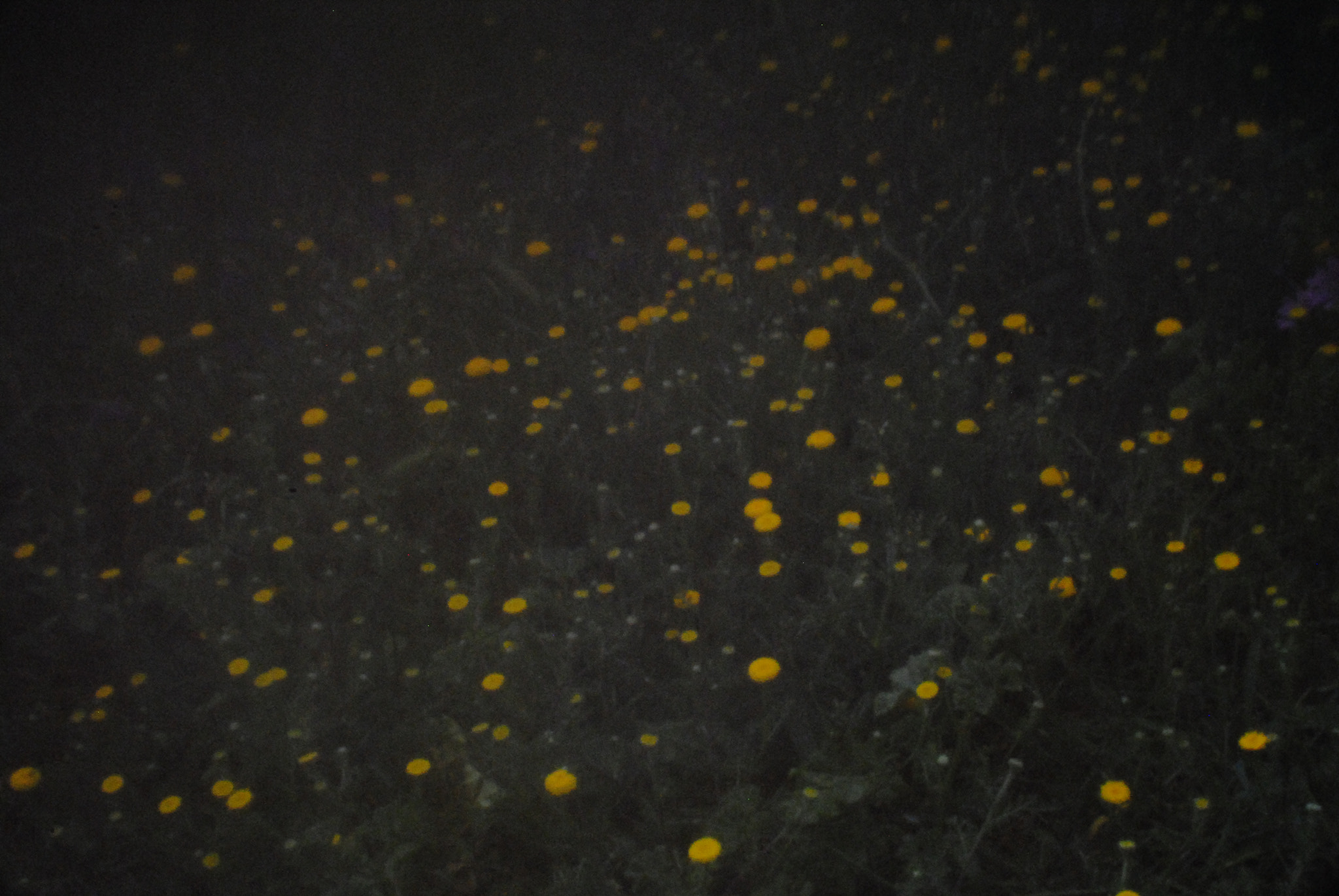 Nikon D3000 + AF Nikkor 50mm f/1.8 sample photo. Universe of flowers photography