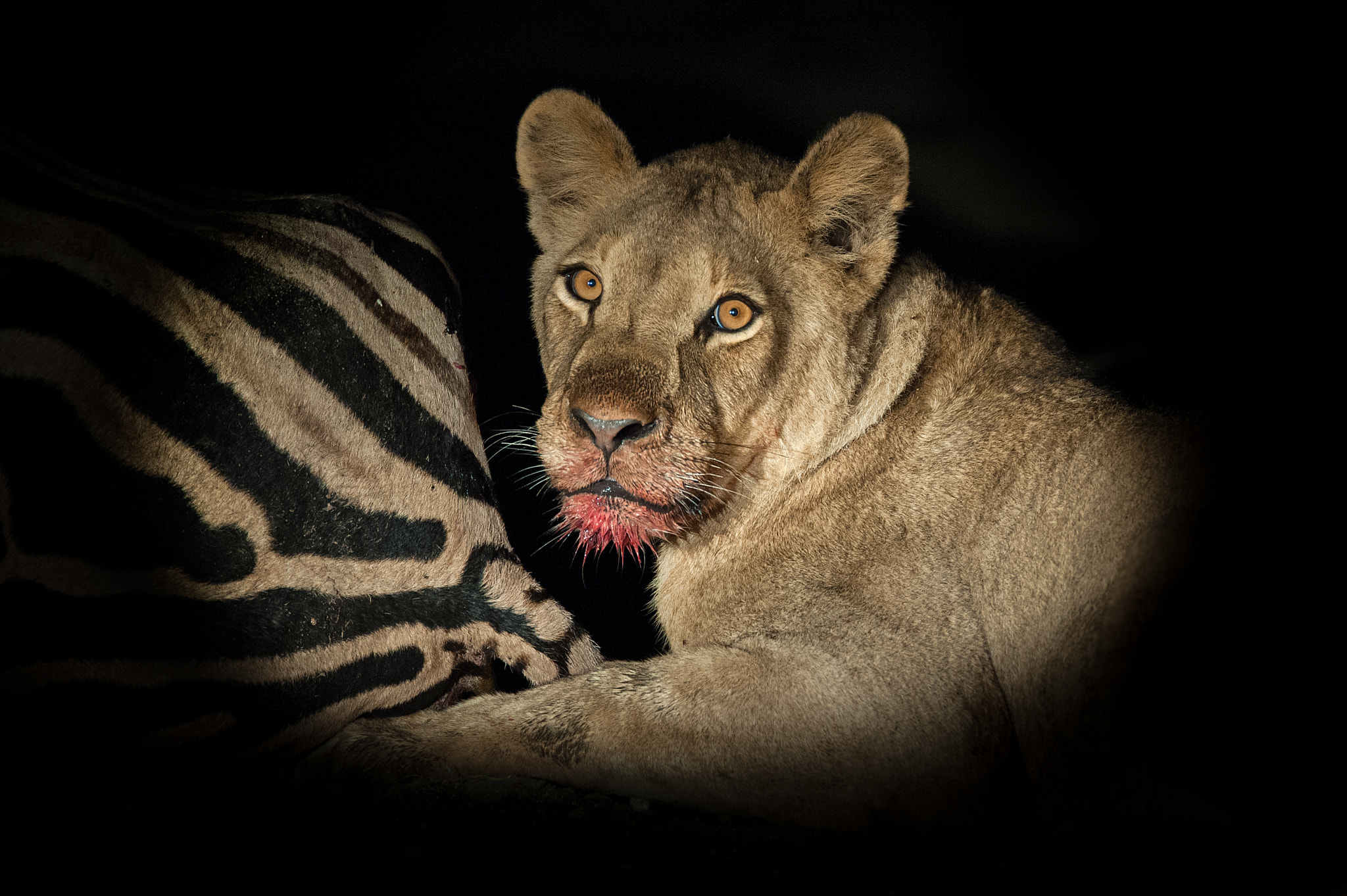 Nikon D3 sample photo. Feasting lion photography