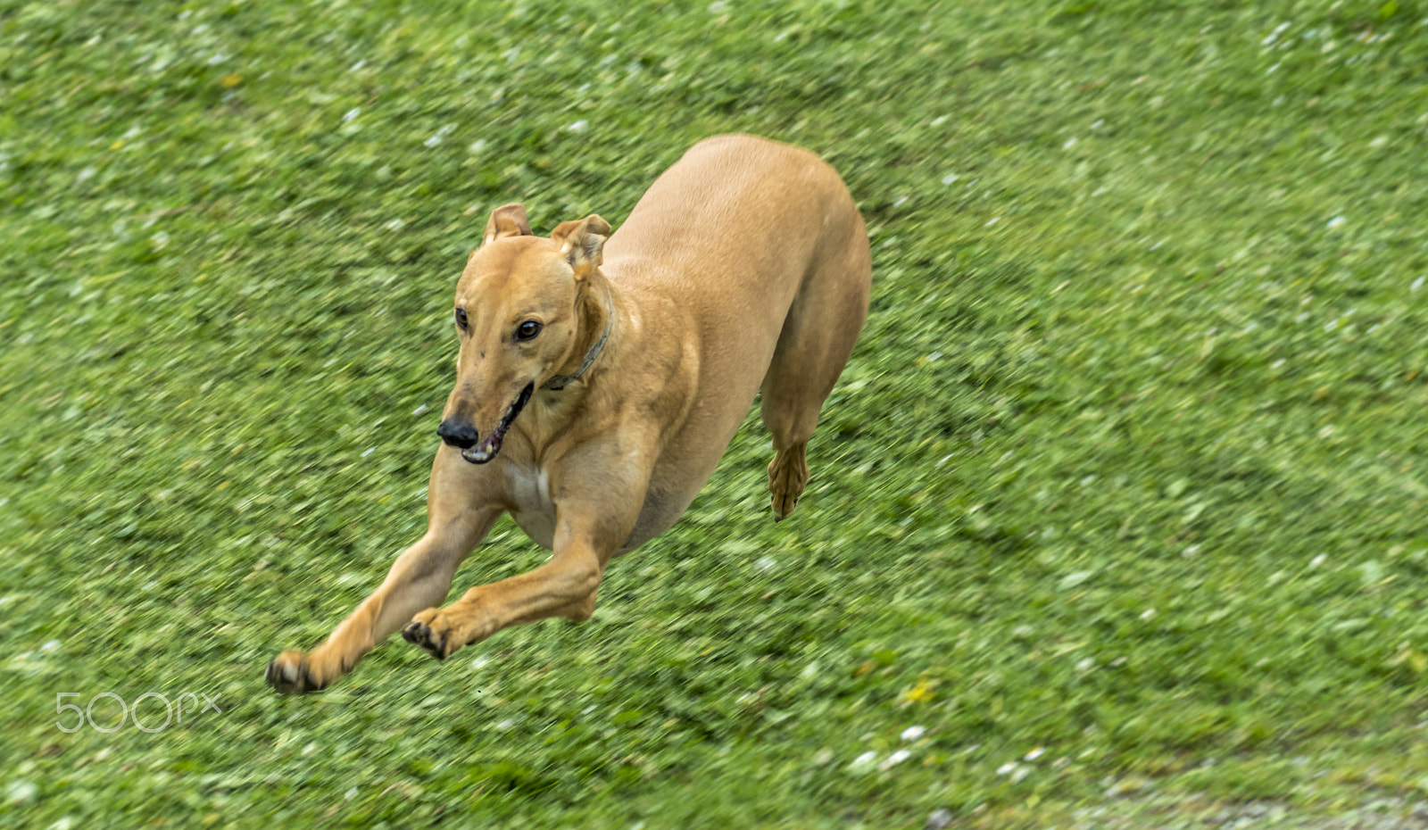Sony 75-300mm F4.5-5.6 sample photo. Mister flair. photography