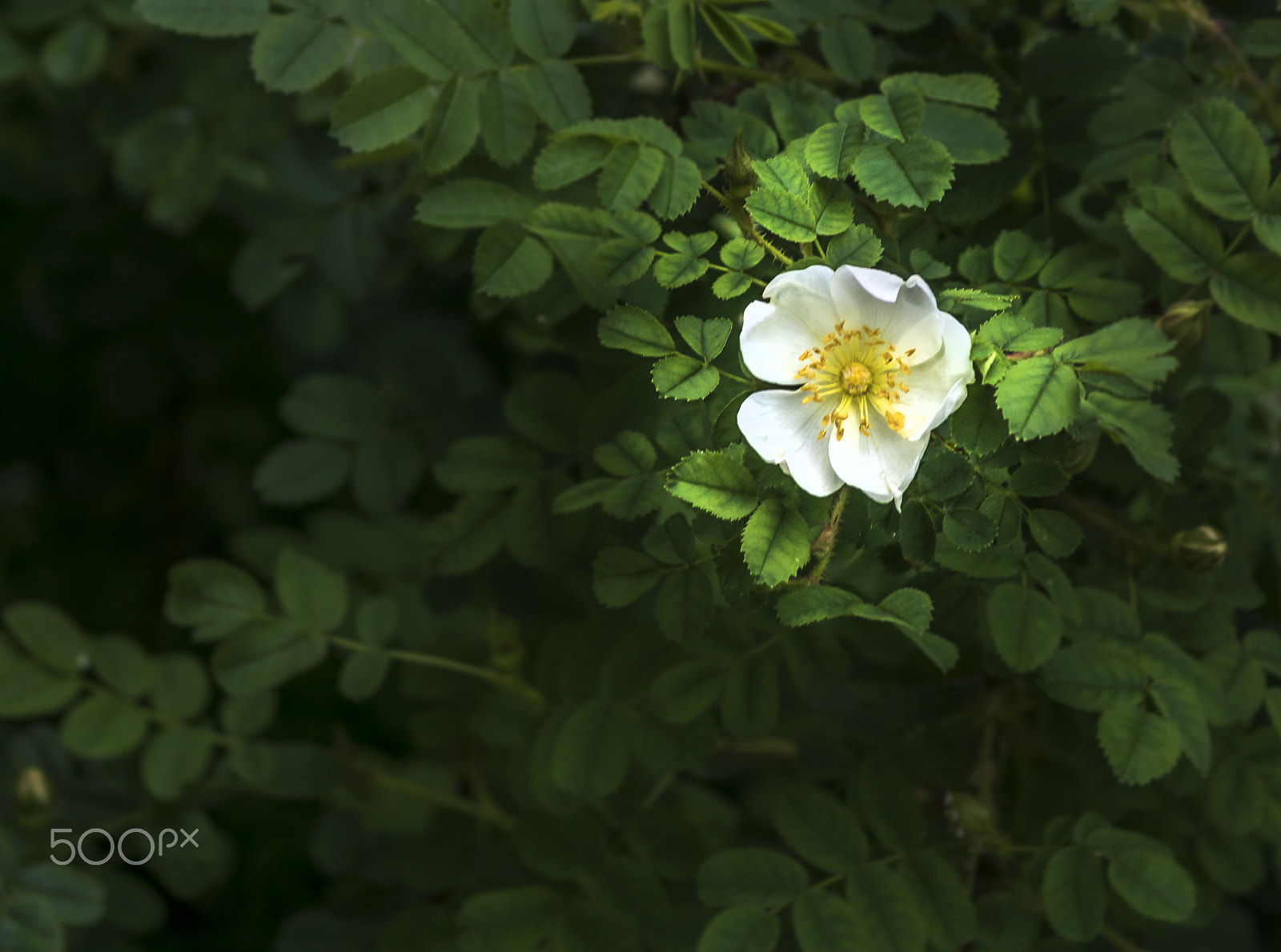 Sony 75-300mm F4.5-5.6 sample photo. Simple photography