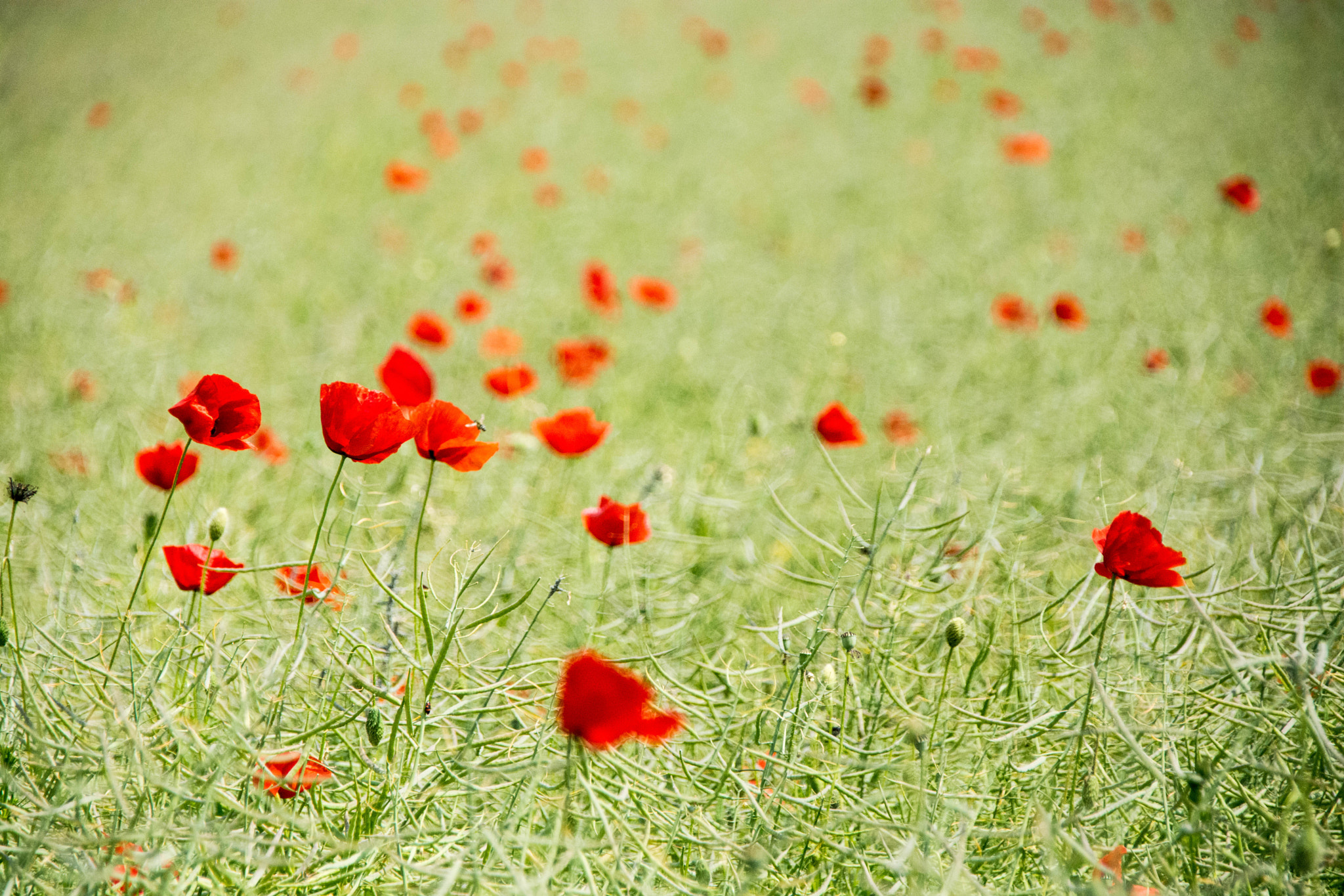 Sigma 18-200mm F3.5-6.3 DC OS HSM sample photo. Poppy in canola field.jpg photography