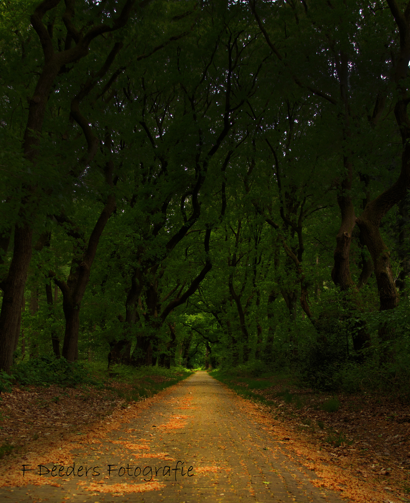 EF28-70mm f/2.8L USM sample photo. Italian road at oosterbeek photography
