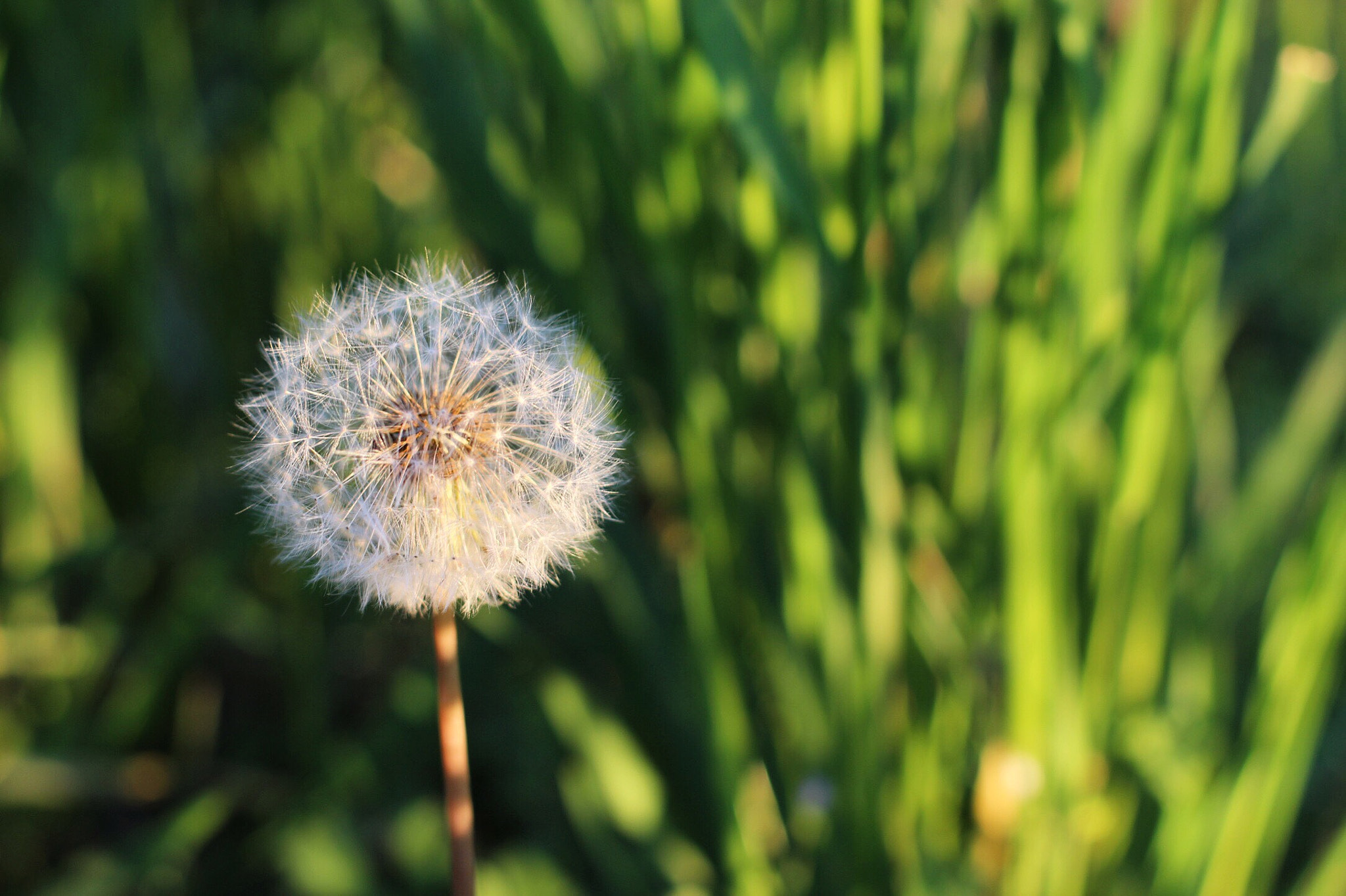 Canon EOS 1200D (EOS Rebel T5 / EOS Kiss X70 / EOS Hi) + Canon EF 50mm F1.4 USM sample photo. ☀️ photography