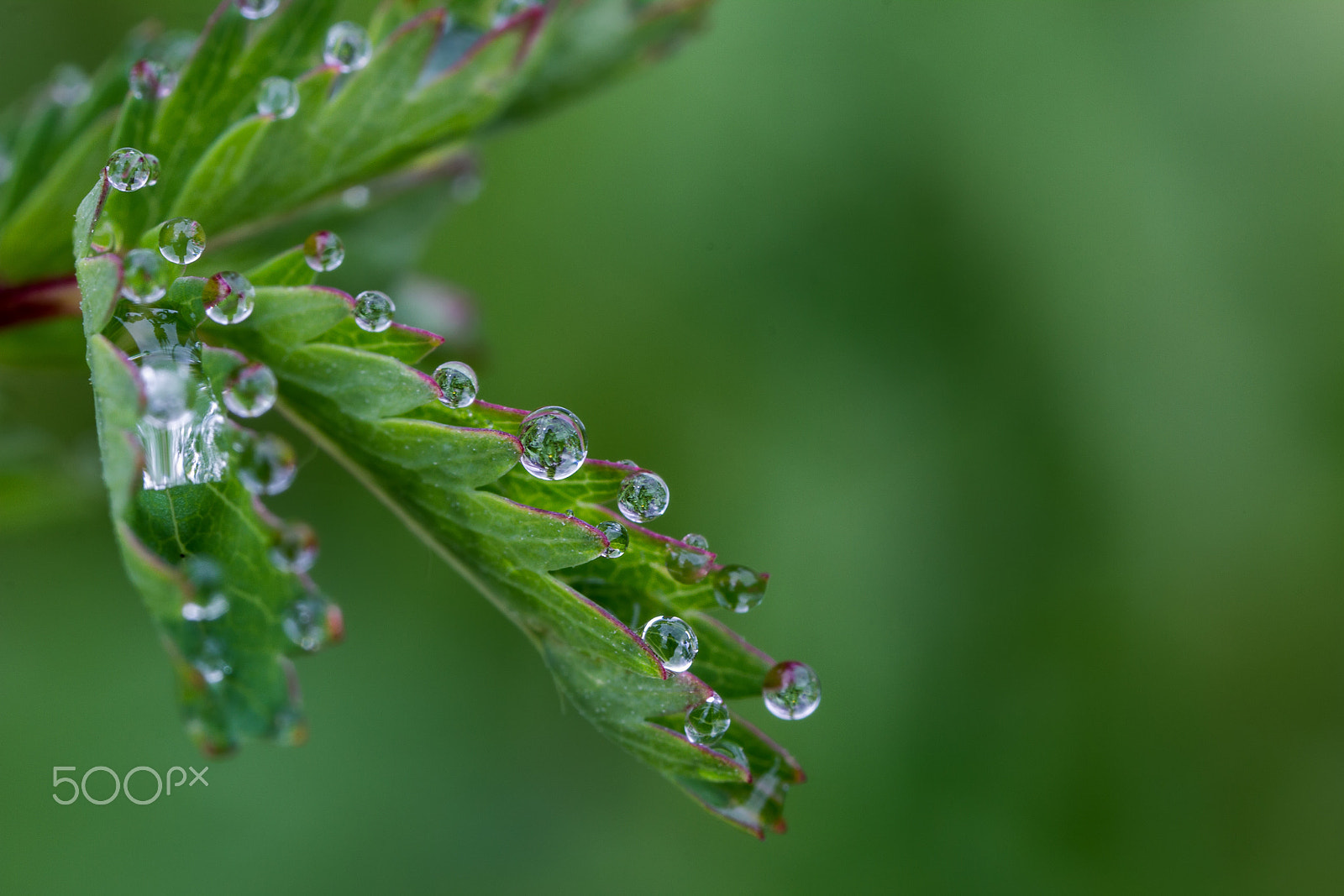Canon MP-E 65mm F2.5 1-5x Macro Photo sample photo. Drops photography