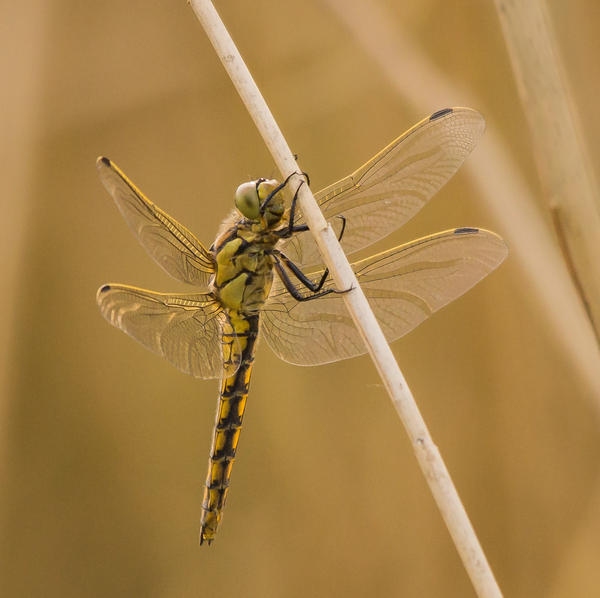 Sony SLT-A77 + Sigma 150-500mm F5-6.3 DG OS HSM sample photo. Blaupfeil photography