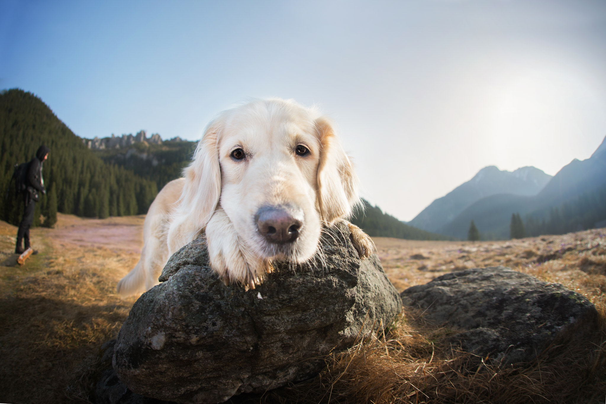 Nikon D610 + Sigma 15mm F2.8 EX DG Diagonal Fisheye sample photo. Polar bear photography