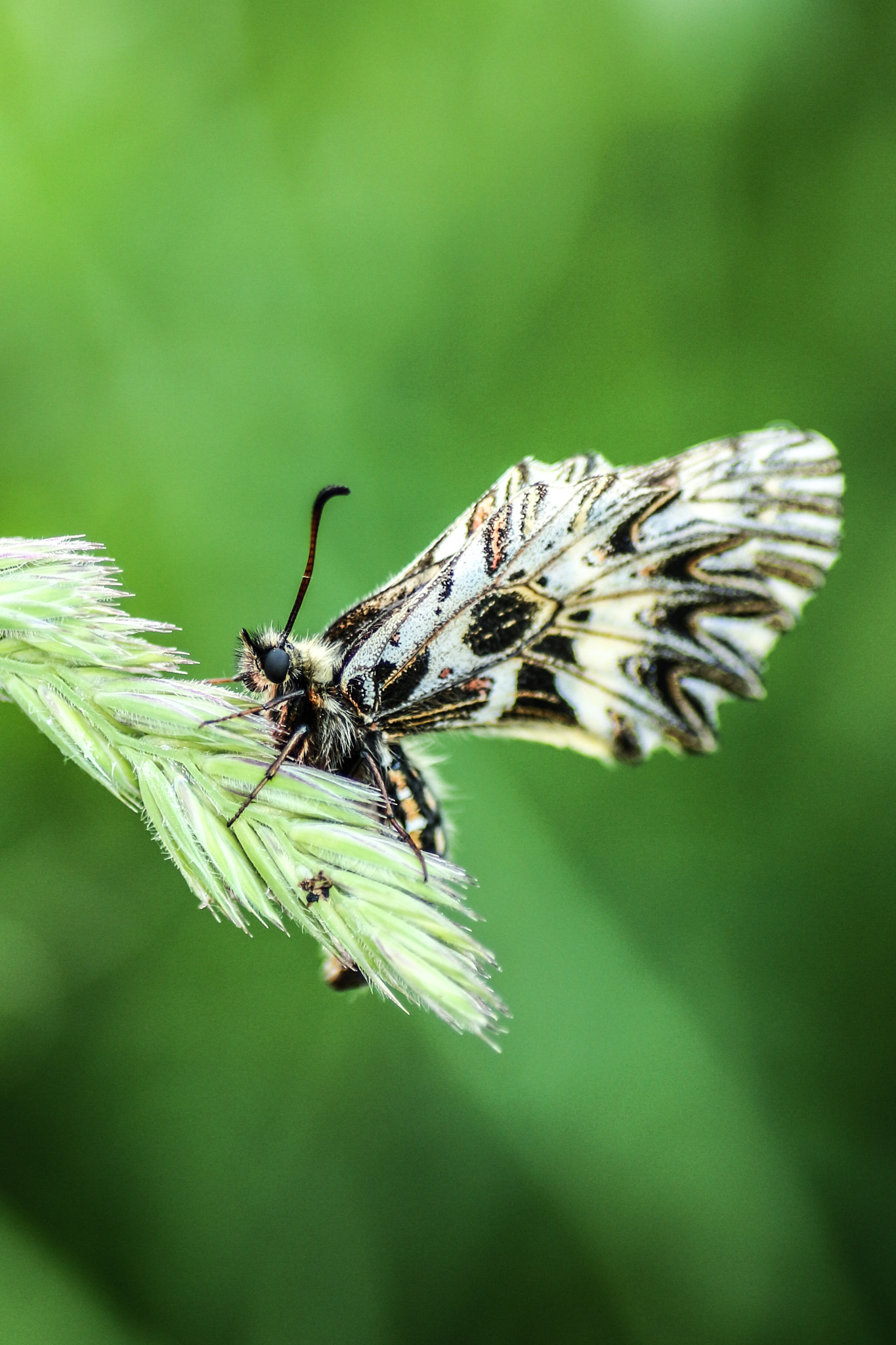 Canon EOS 700D (EOS Rebel T5i / EOS Kiss X7i) + Tamron SP AF 90mm F2.8 Di Macro sample photo. Butterfly photography