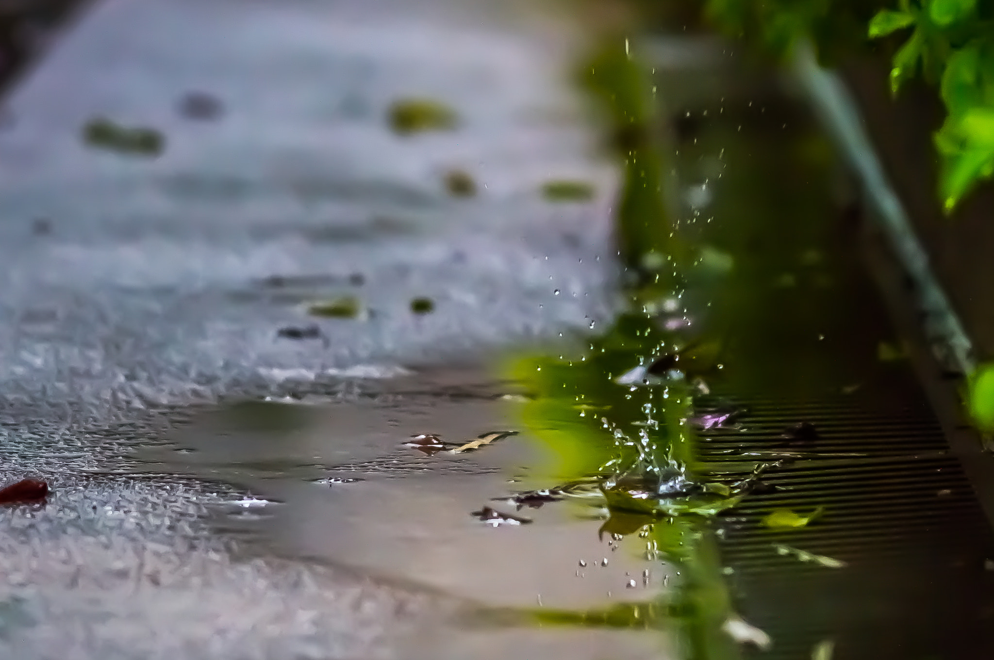 Nikon AF-S Micro-Nikkor 105mm F2.8G IF-ED VR sample photo. Rainy day and a macro in the hands... photography