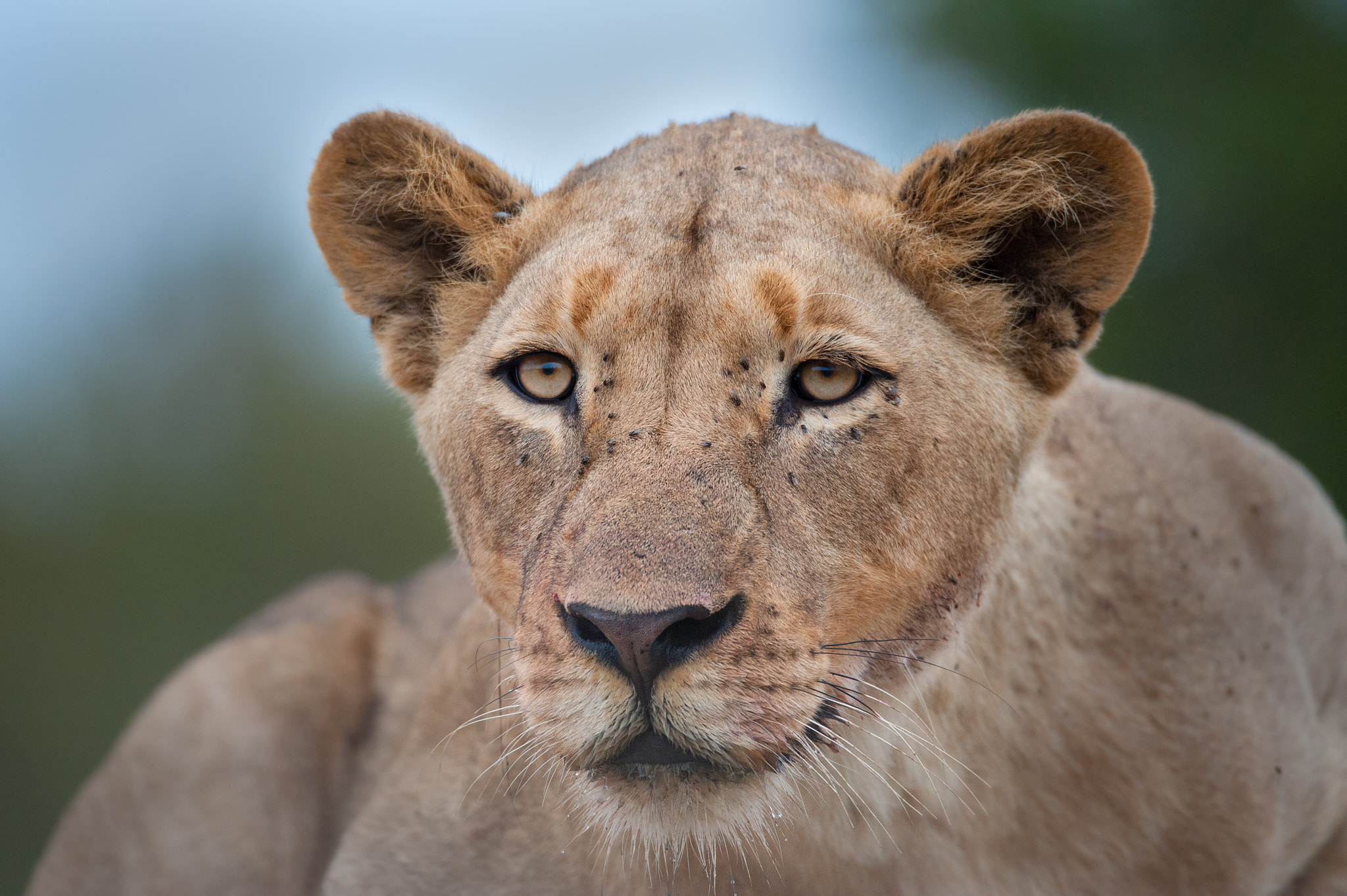 Sigma 150-600mm F5-6.3 DG OS HSM | S sample photo. Face to face photography
