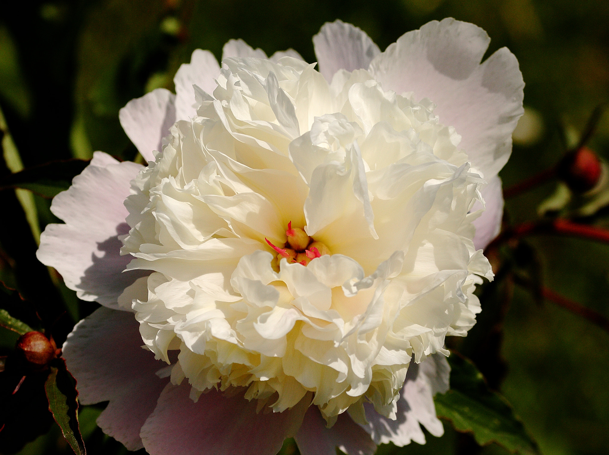 Sigma 105mm F2.8 EX DG OS HSM sample photo. Peony -  paeonia officinalis photography