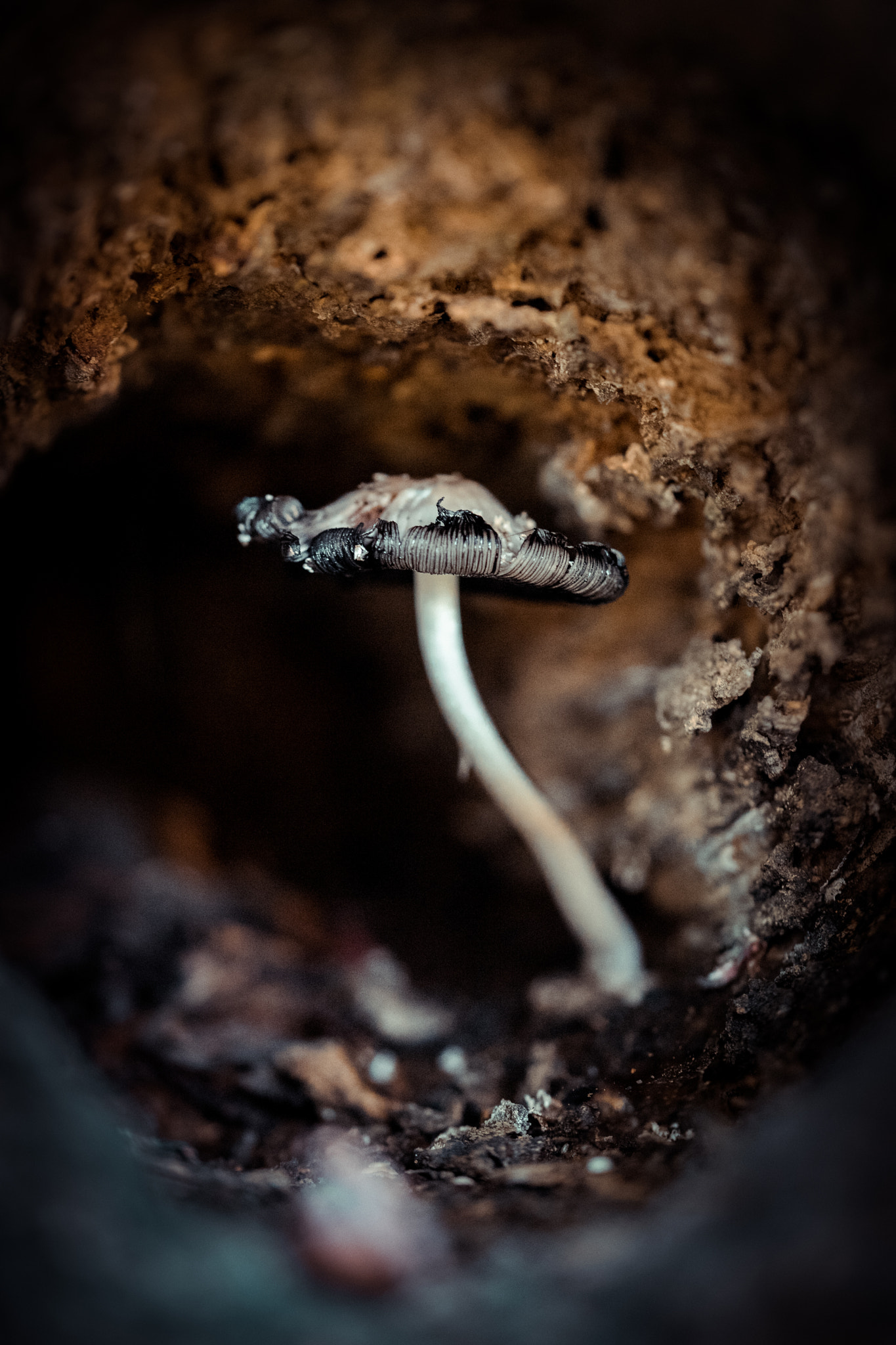 Sony a7 II + 105mm F2.8 sample photo. Pilz in einer baumhöhle photography