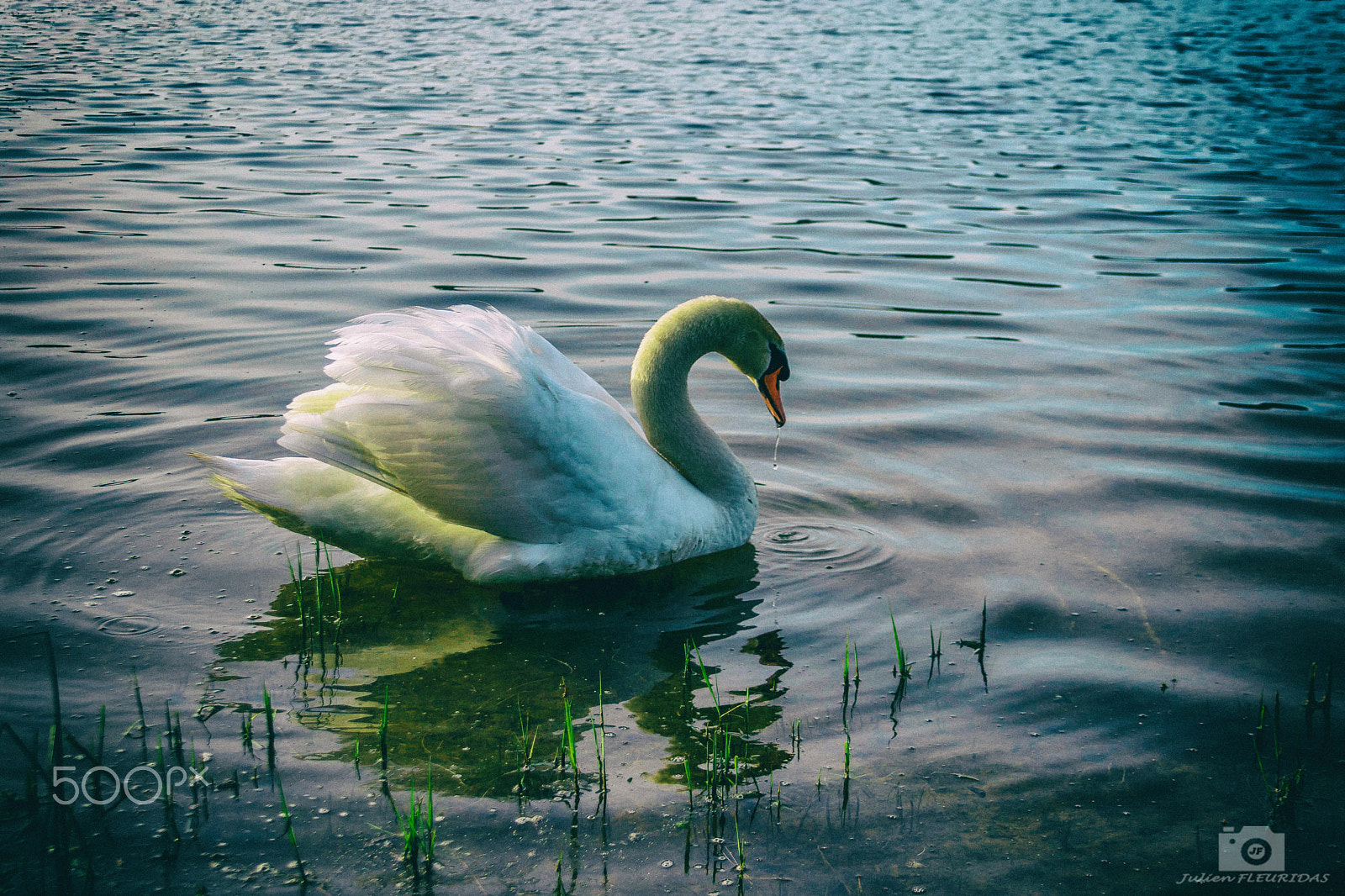 Canon EF 28-135mm F3.5-5.6 IS USM sample photo. Cygne photography