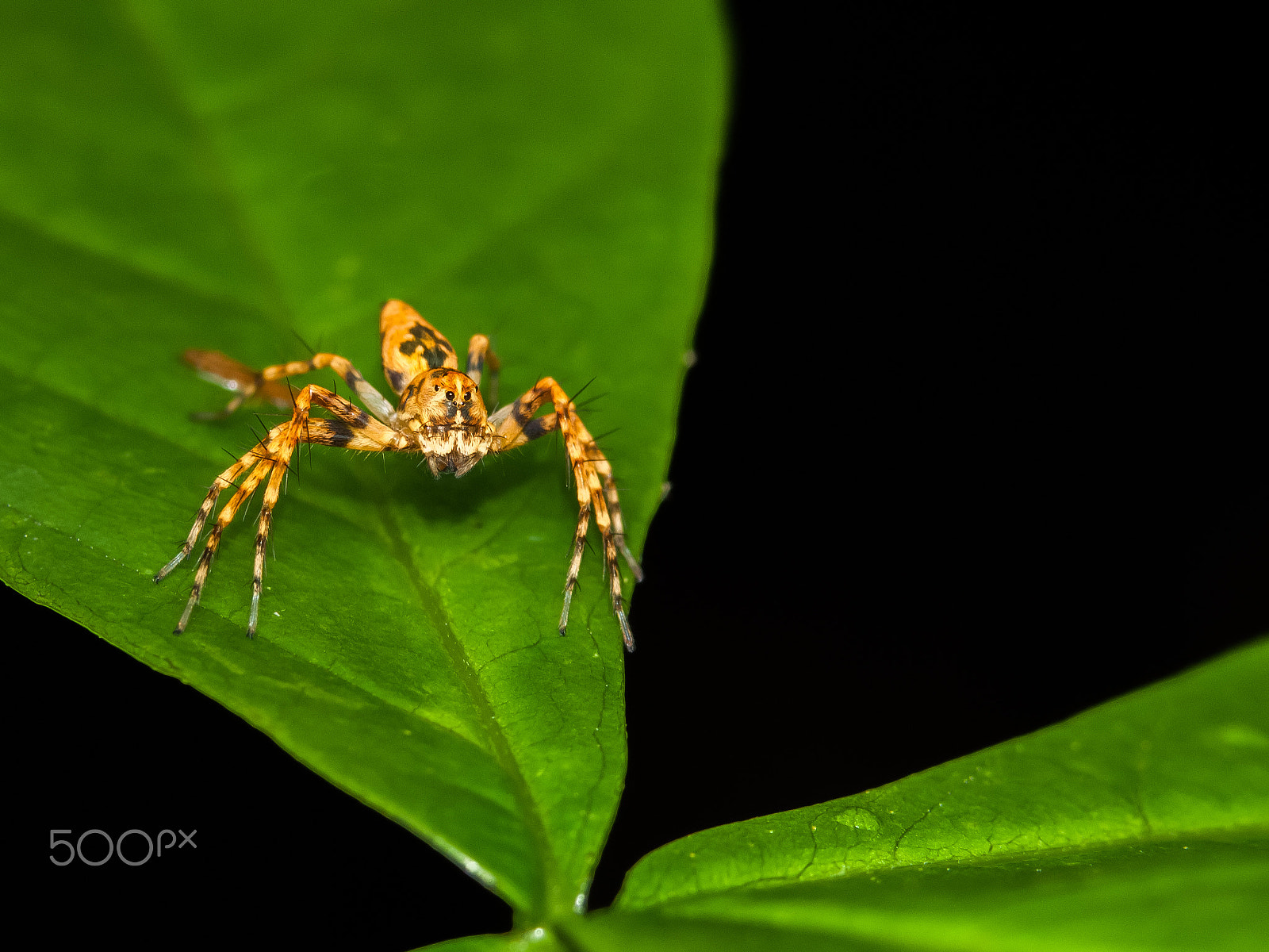 Canon EOS 1000D (EOS Digital Rebel XS / EOS Kiss F) sample photo. Orange spider photography