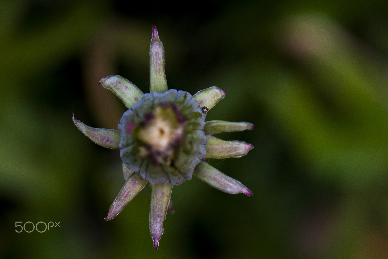 Nikon AF-S DX Micro-Nikkor 85mm F3.5G ED VR sample photo. Dandelion 4 photography