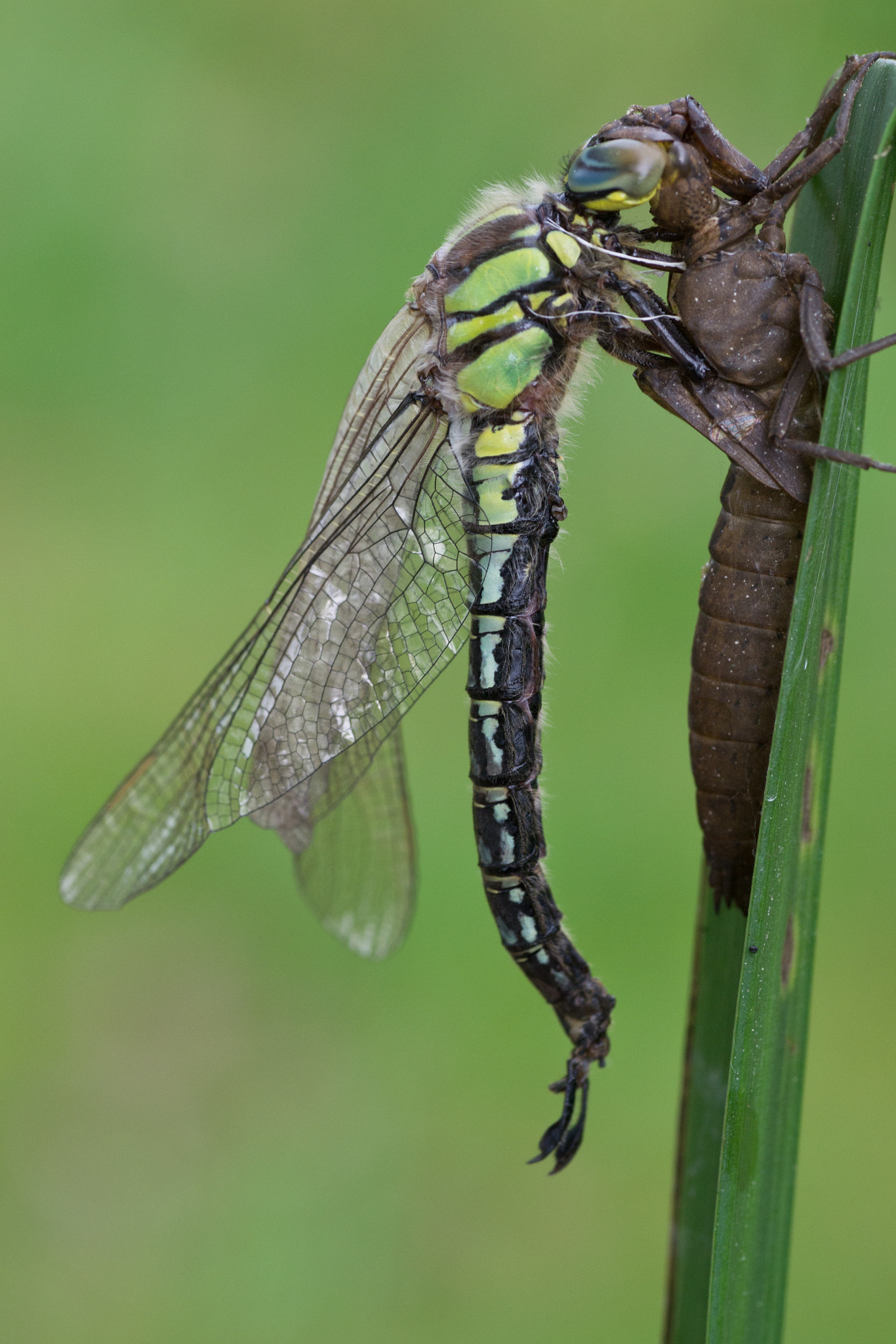 Nikon D3100 sample photo. Glassnijder (brachytron pratense) photography