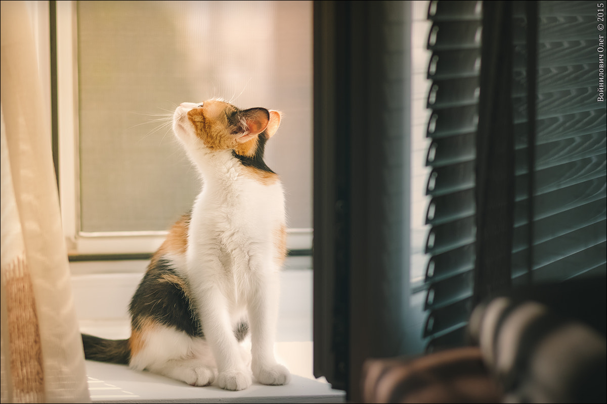 Canon EF 50mm F1.4 USM sample photo. кошка по имени Мышка photography