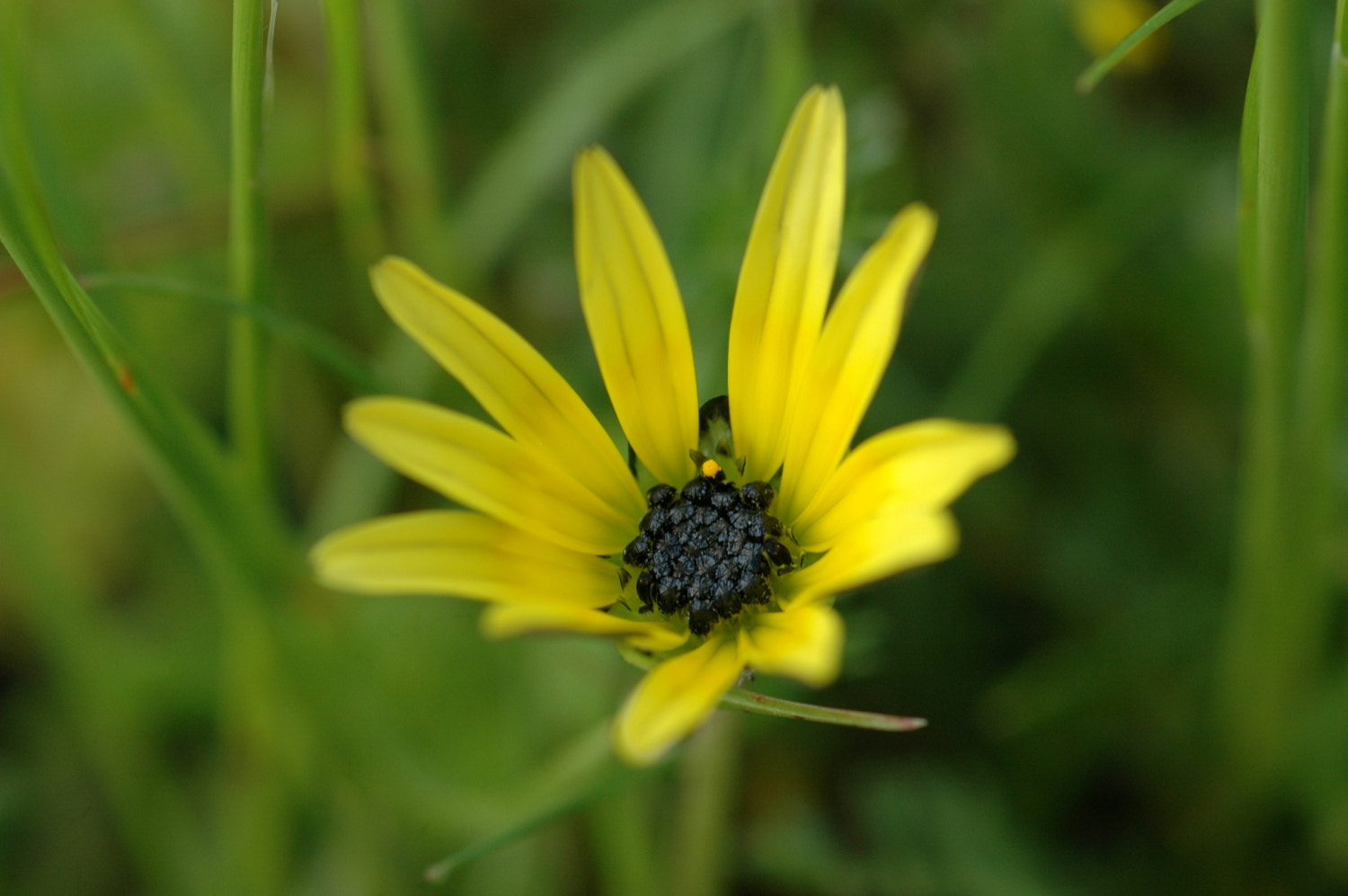 Nikon D70s + Sigma Macro 90mm F2.8 sample photo. A photography