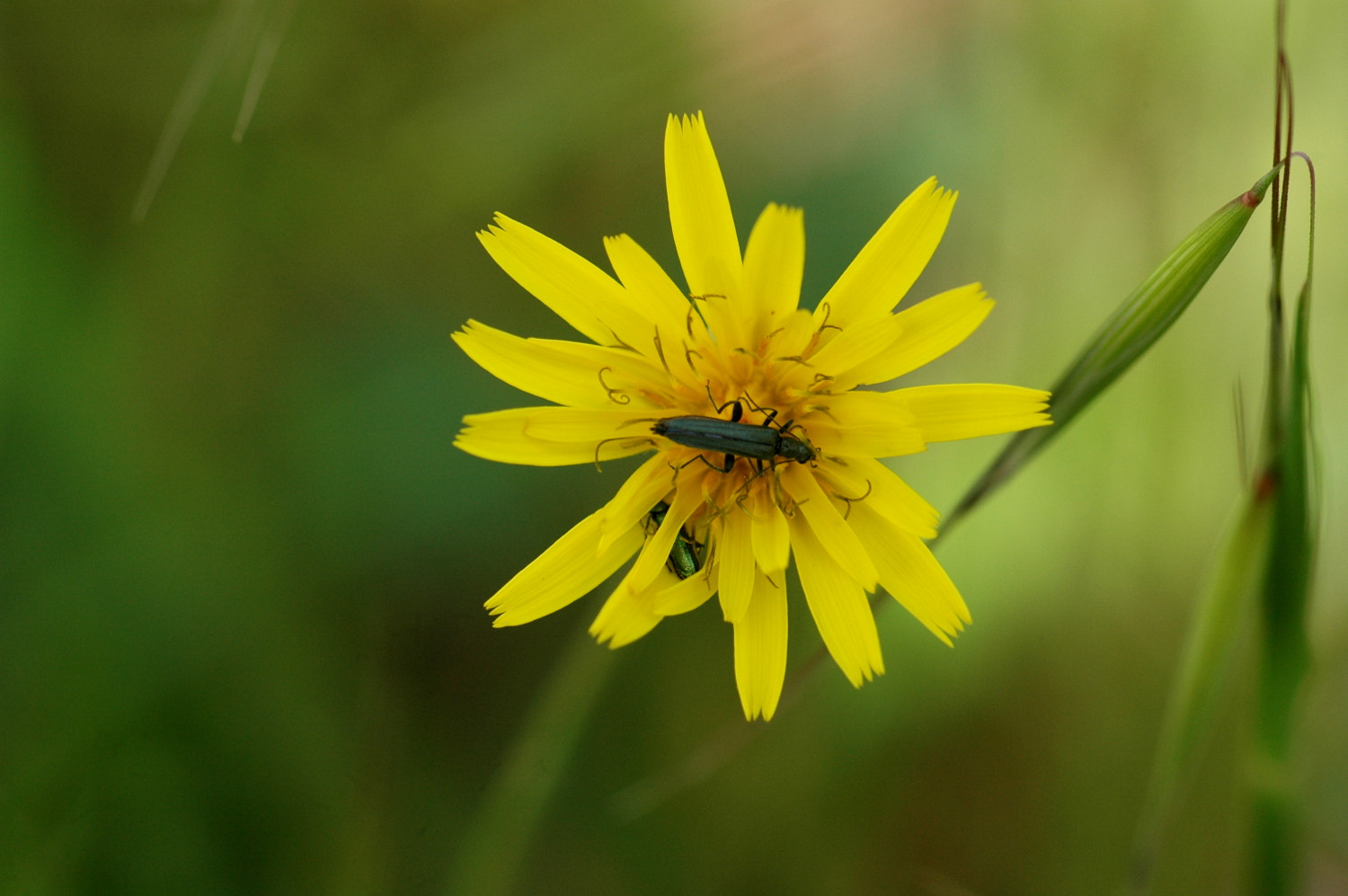 Nikon D70s + Sigma Macro 90mm F2.8 sample photo. A photography