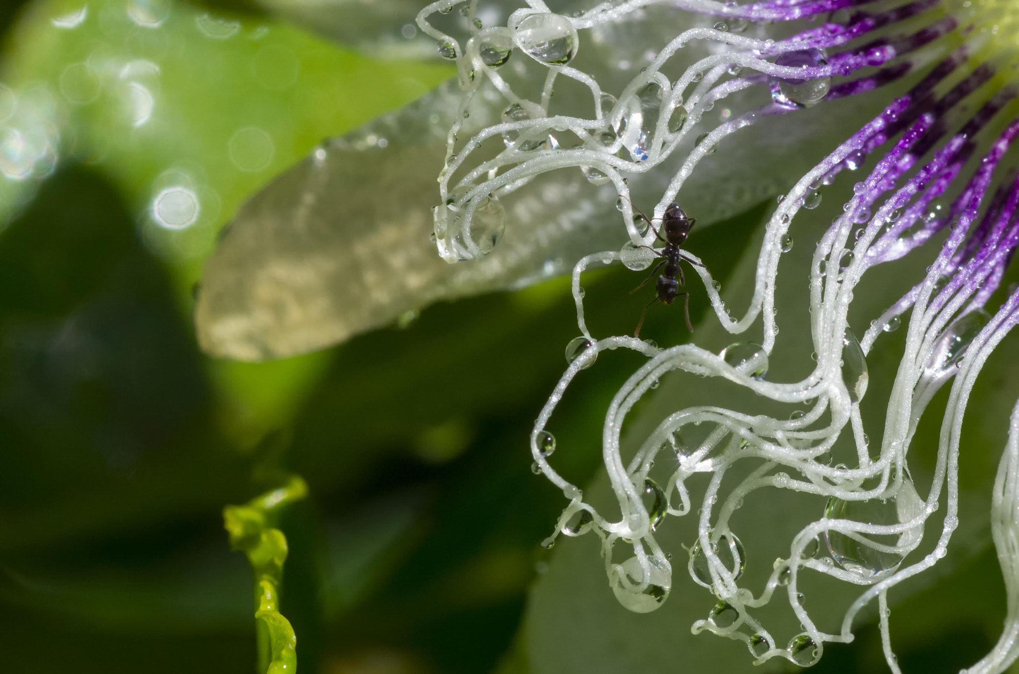 Tamron SP AF 90mm F2.8 Di Macro sample photo. Life on passiflora photography
