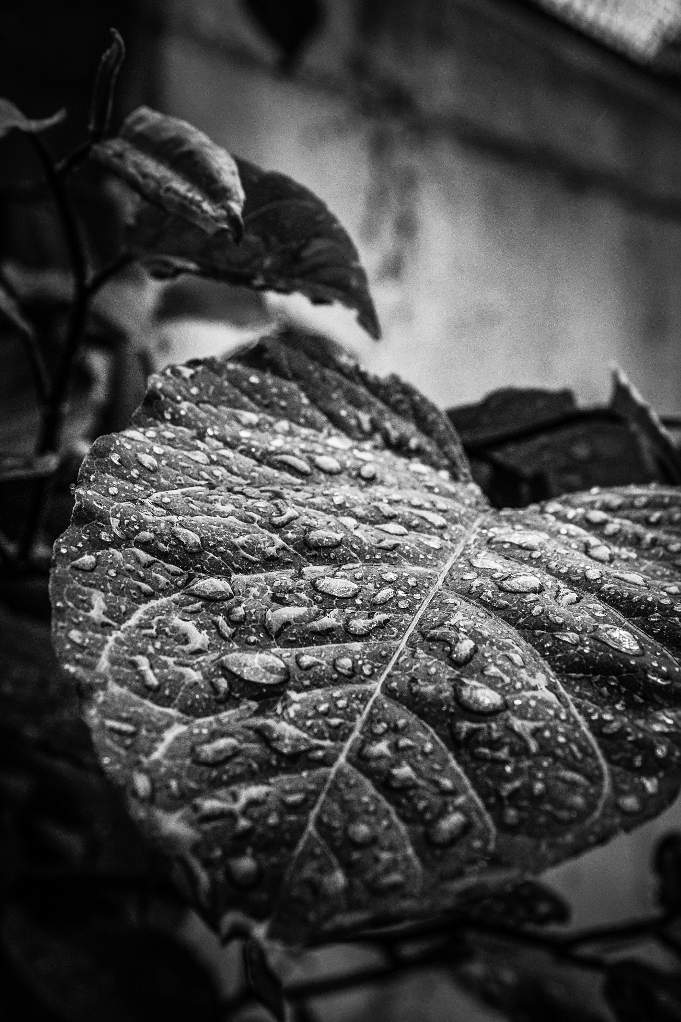 Canon EOS 1100D (EOS Rebel T3 / EOS Kiss X50) sample photo. Rain drops photography